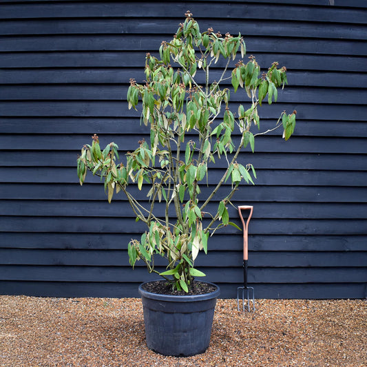 Viburnum rhytidyfilum - Height 180-190cm - 90lt