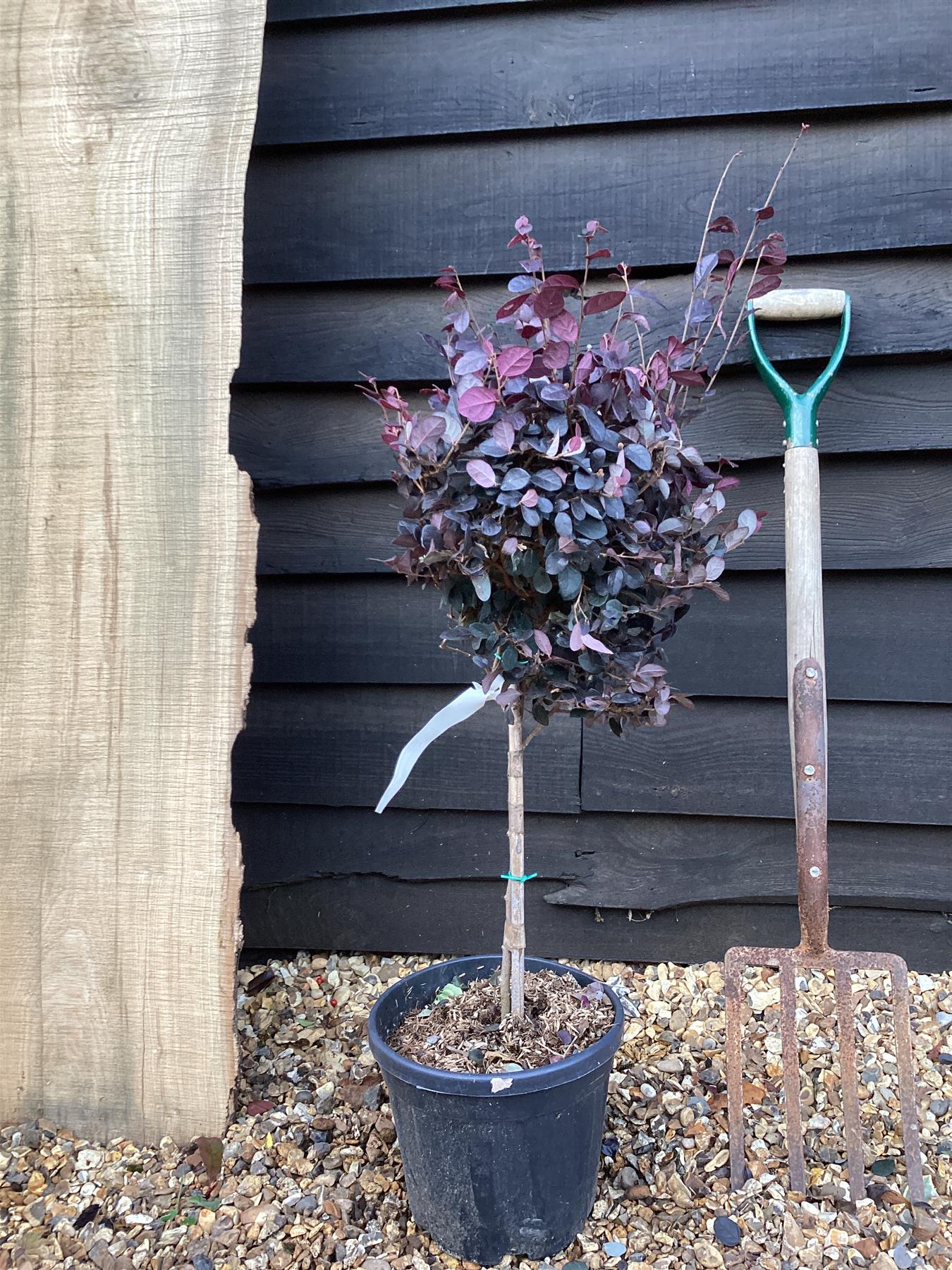 Loropetalum chinense Black Pearl - 1/4 Standard - 90cm