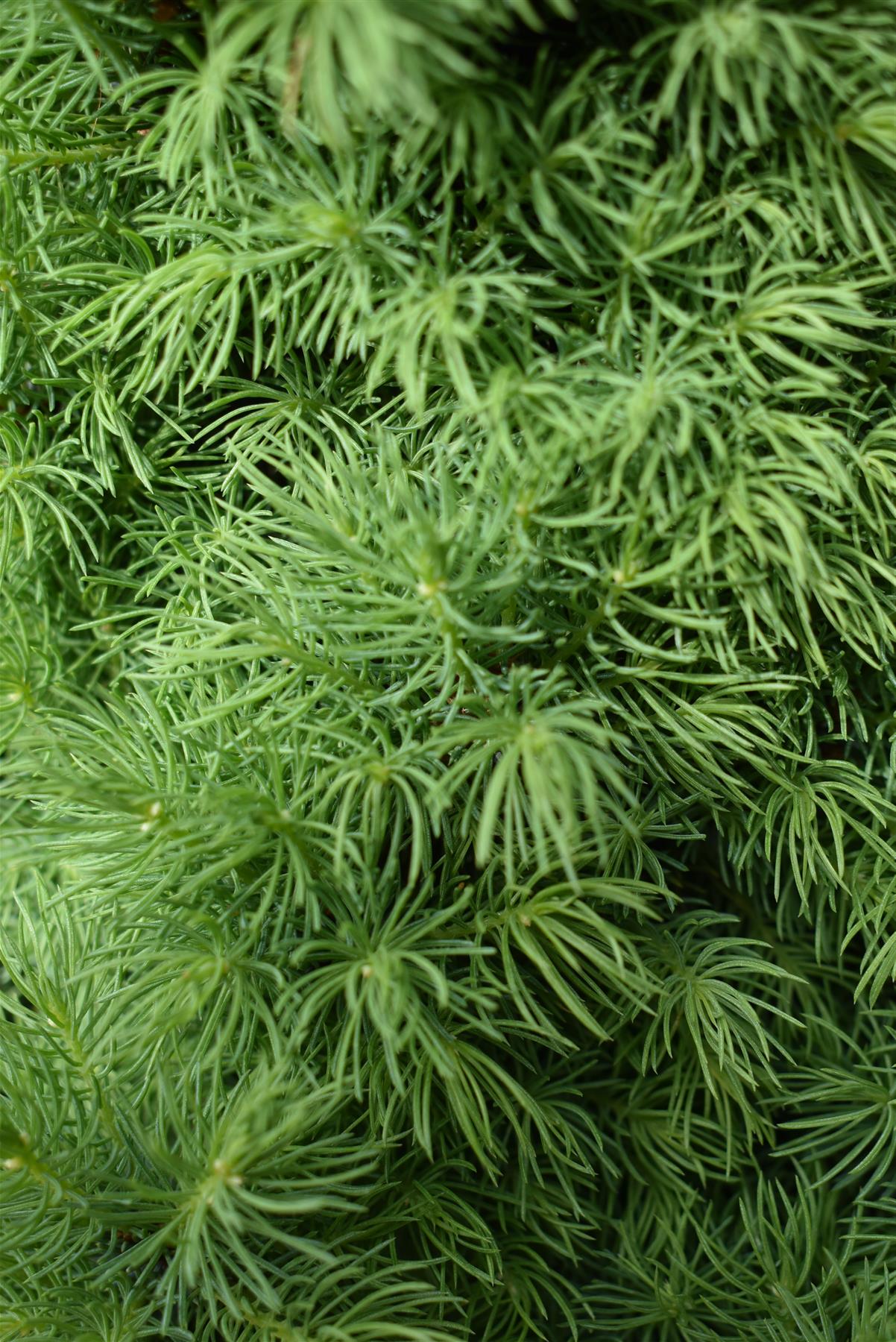 Picea glauca 'Sander's Blue' | Alberta spruce - Height 75-80cm - Width 40cm - 18lt