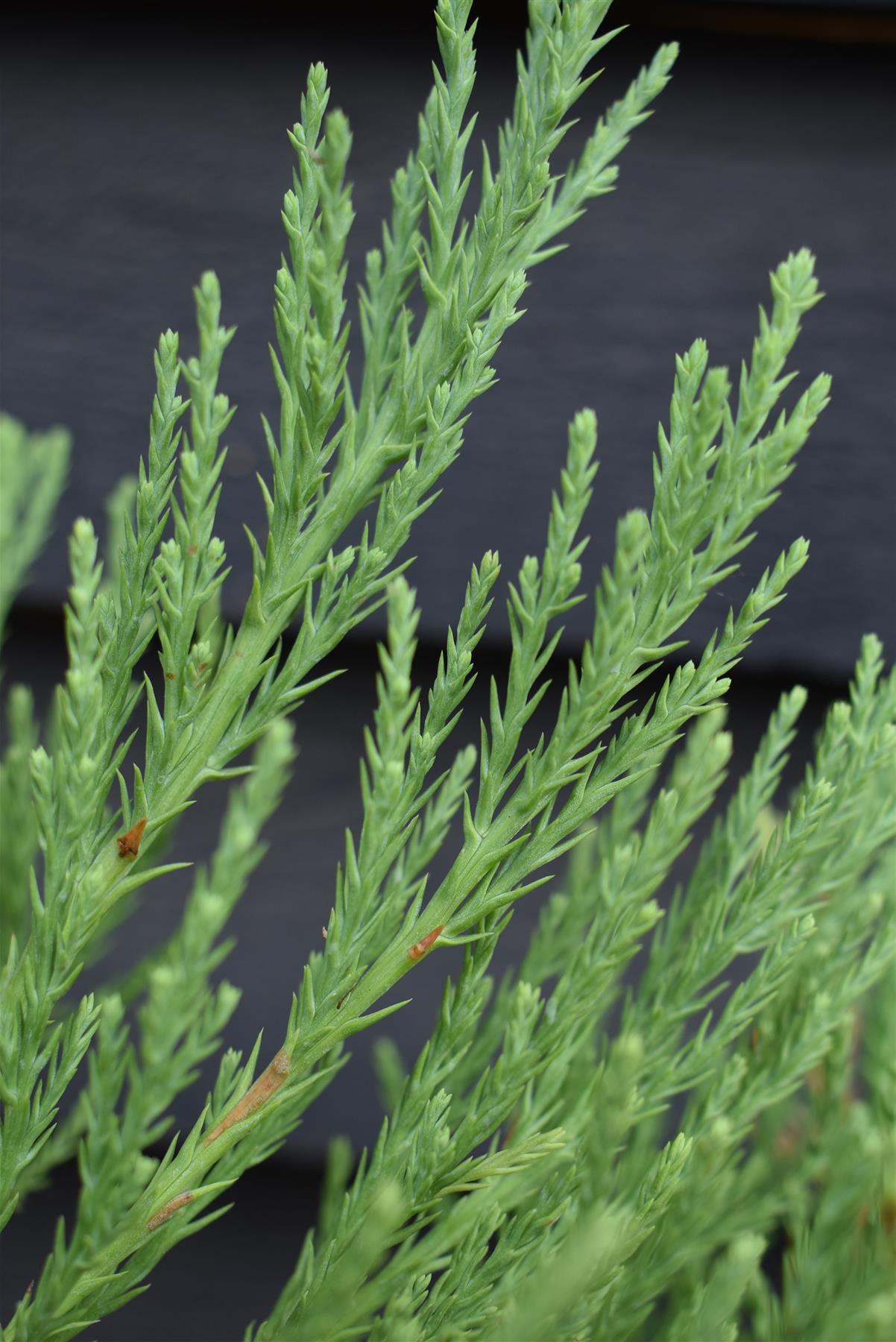 Sequoiadendron giganteum | Giant redwood - Height - 60-80cm - 10lt