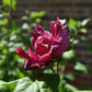 Hibiscus syriacus  'Duc de Brabant' - Red-Pink - Height 120-150cm - 25lt