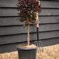 Chinese Fringe Flower | Loropetalum chinense 'Black Pearl' - Clear Stem 40cm - Height 60-80cm - 15lt