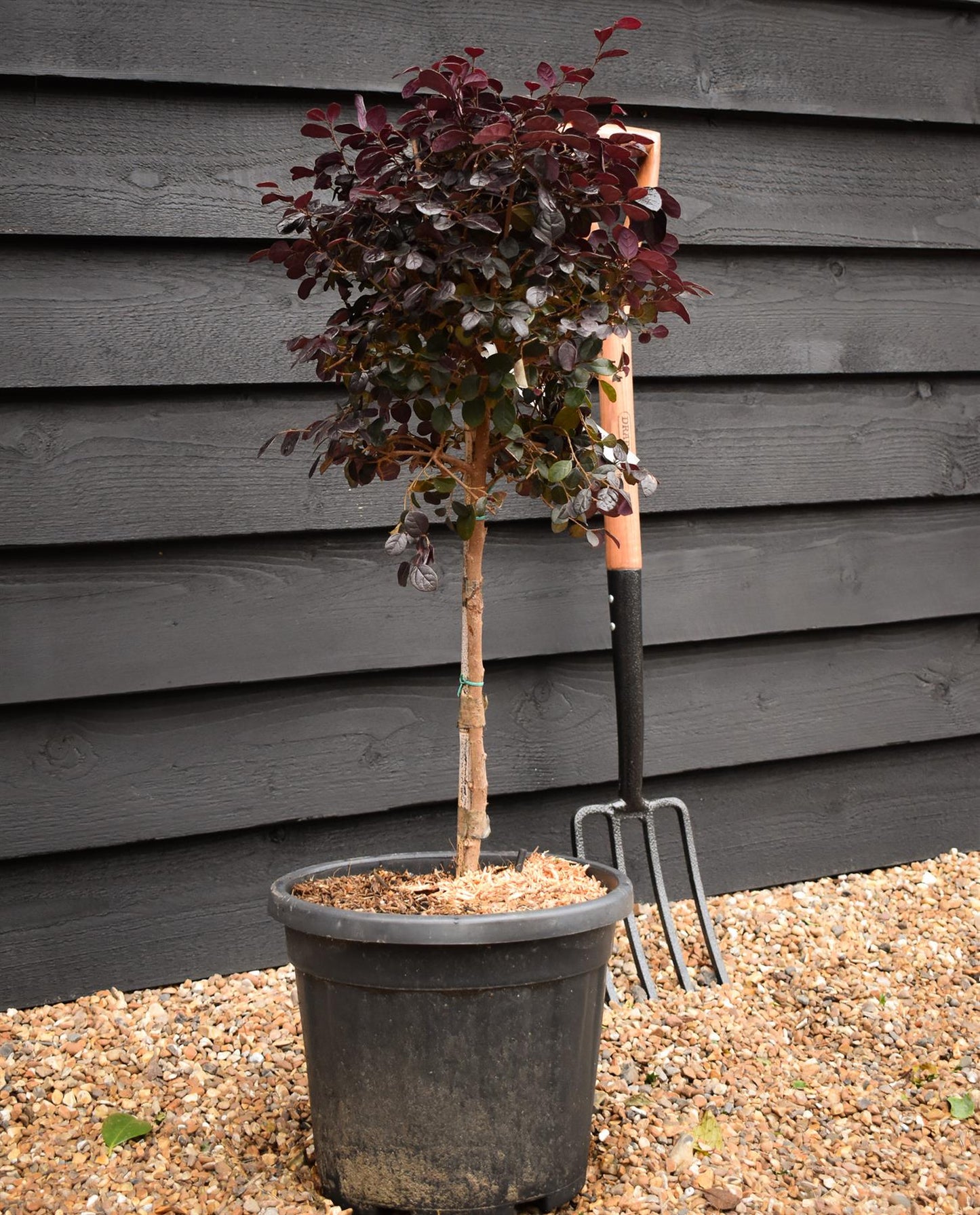 Chinese Fringe Flower | Loropetalum chinense 'Black Pearl' - Clear Stem 40cm - Height 60-80cm - 15lt