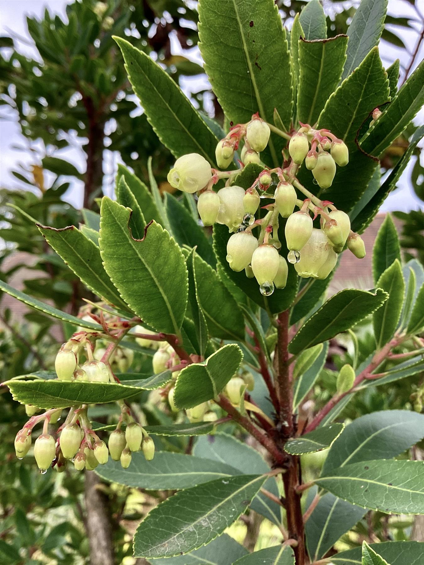 Arbutus Unedo | Strawberry Tree - Multistem - 425cm, 150lt