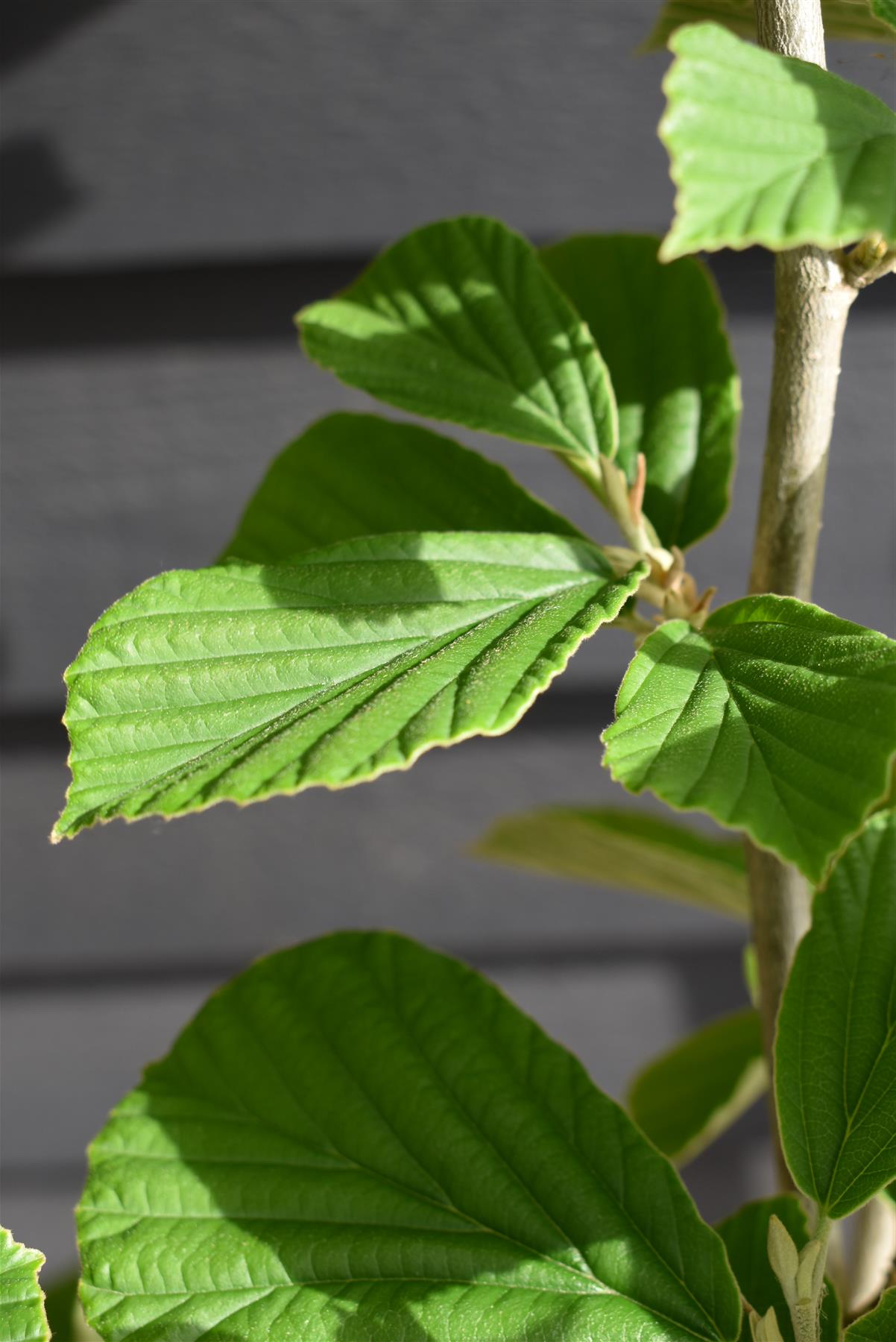 Hamamelis x intermedia 'Westerstede' | Witch hazel - Height 150cm - 25lt