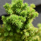 Cryptomeria japonica 'Vilmoriniana' | Japanese cedar - Height 25-30cm, 5lt