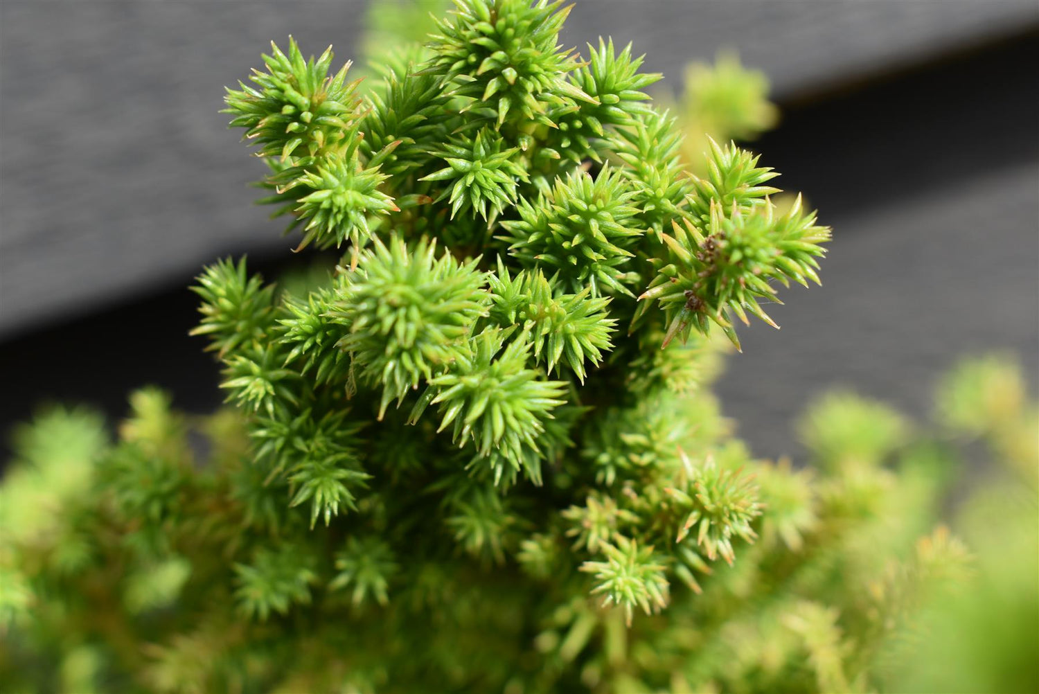 Cryptomeria japonica 'Vilmoriniana' | Japanese cedar - Height 25-30cm, 5lt