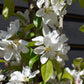 Malus 'John Downie' - Clear Stem - Standard - Girth 10-12cm - Height 310-330cm - 70lt