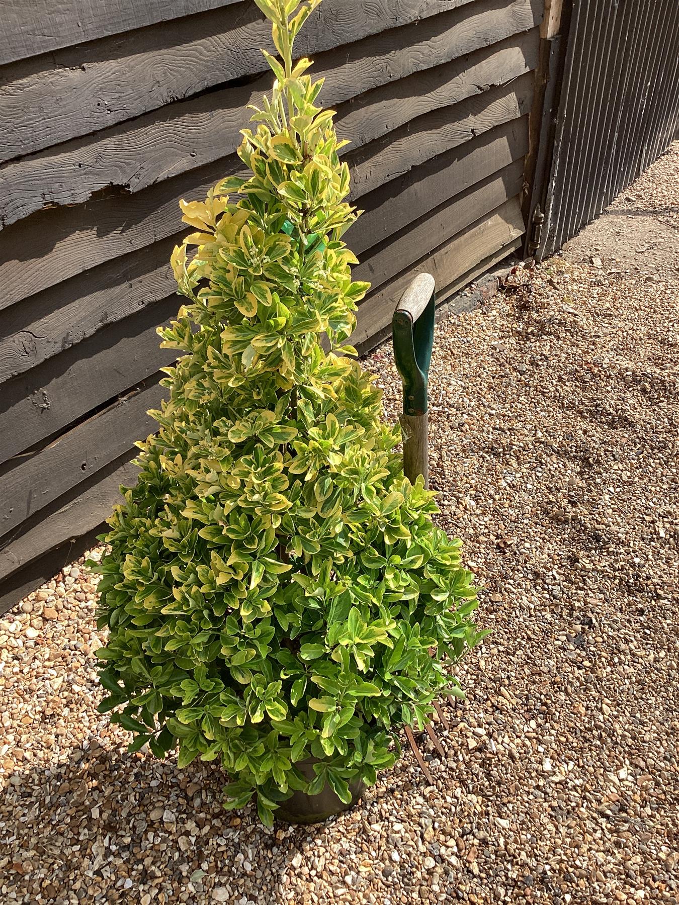 Euonymus japonicus 'Aureus' | Spindle - Cone - 150-160cm - 20lt