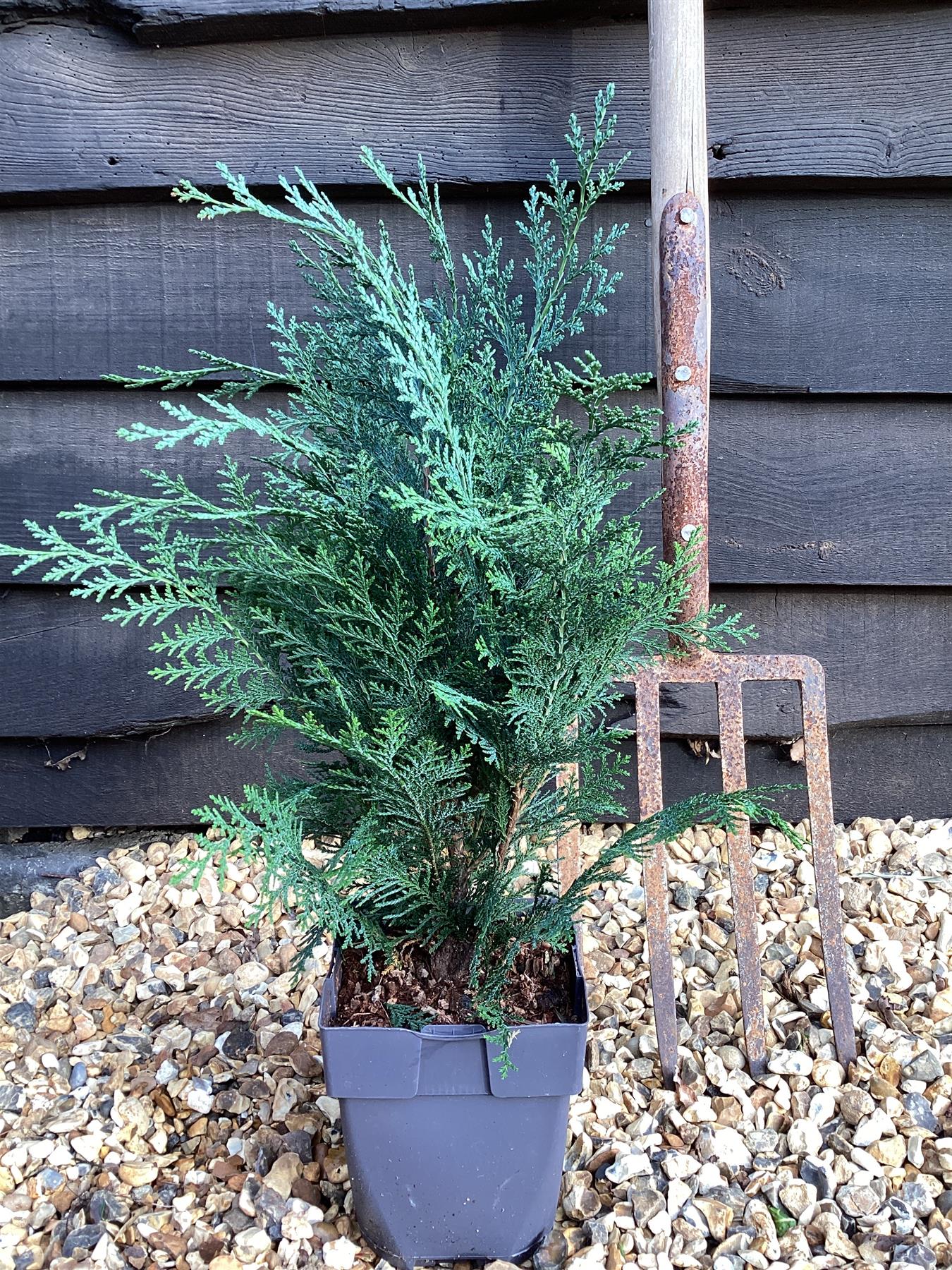 Chamaecyparis lawsoniana 'Pelt's Blue' | Lawson's cypress 'Pelt's Blue' - 2lt