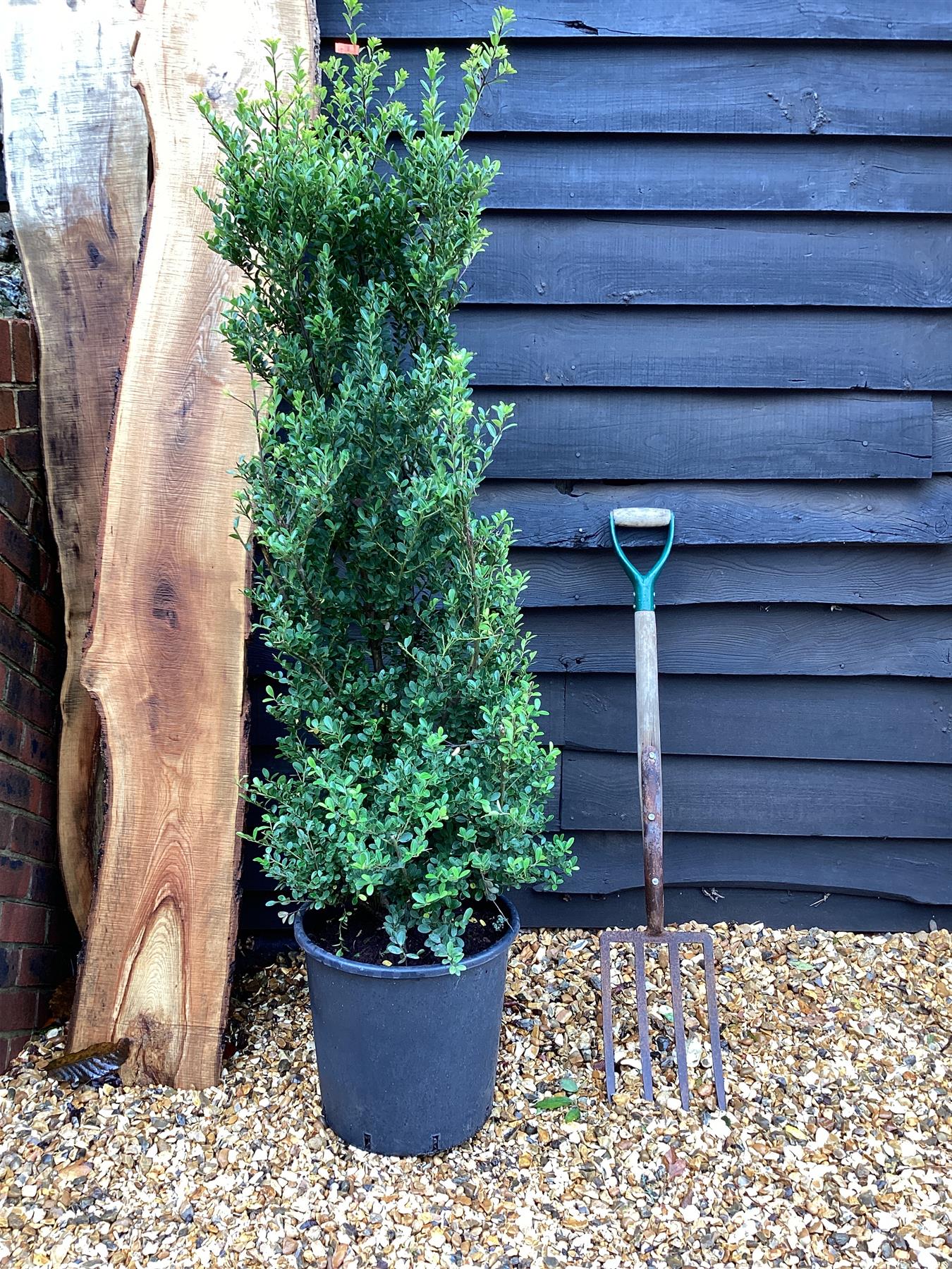 Ilex crenata 'Green Hedger' - 140-150cm - 20lt