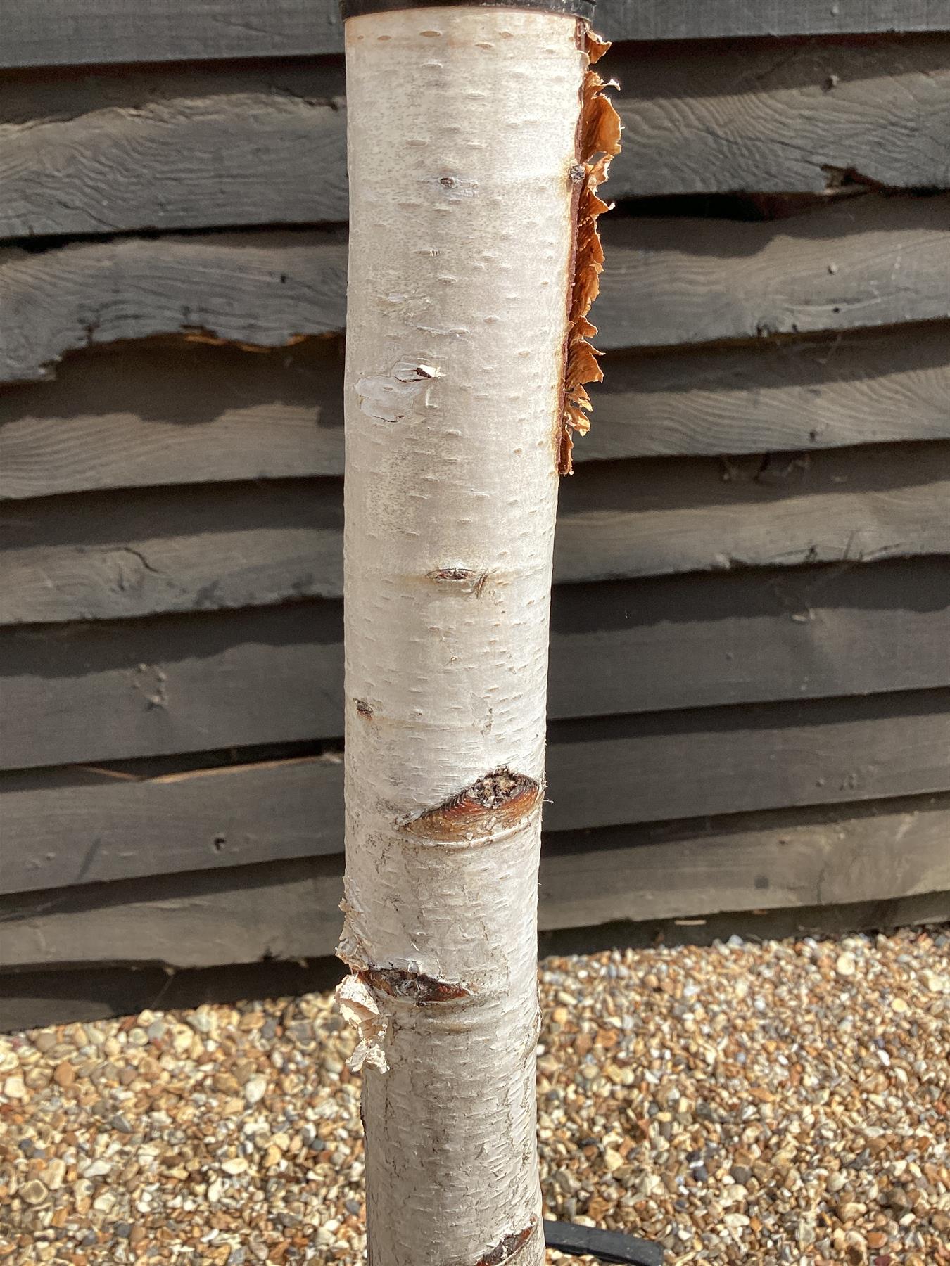 Betula alba | Silver Birch - Single Stem - Girth 10-12cm - Height 450-500cm - 70lt