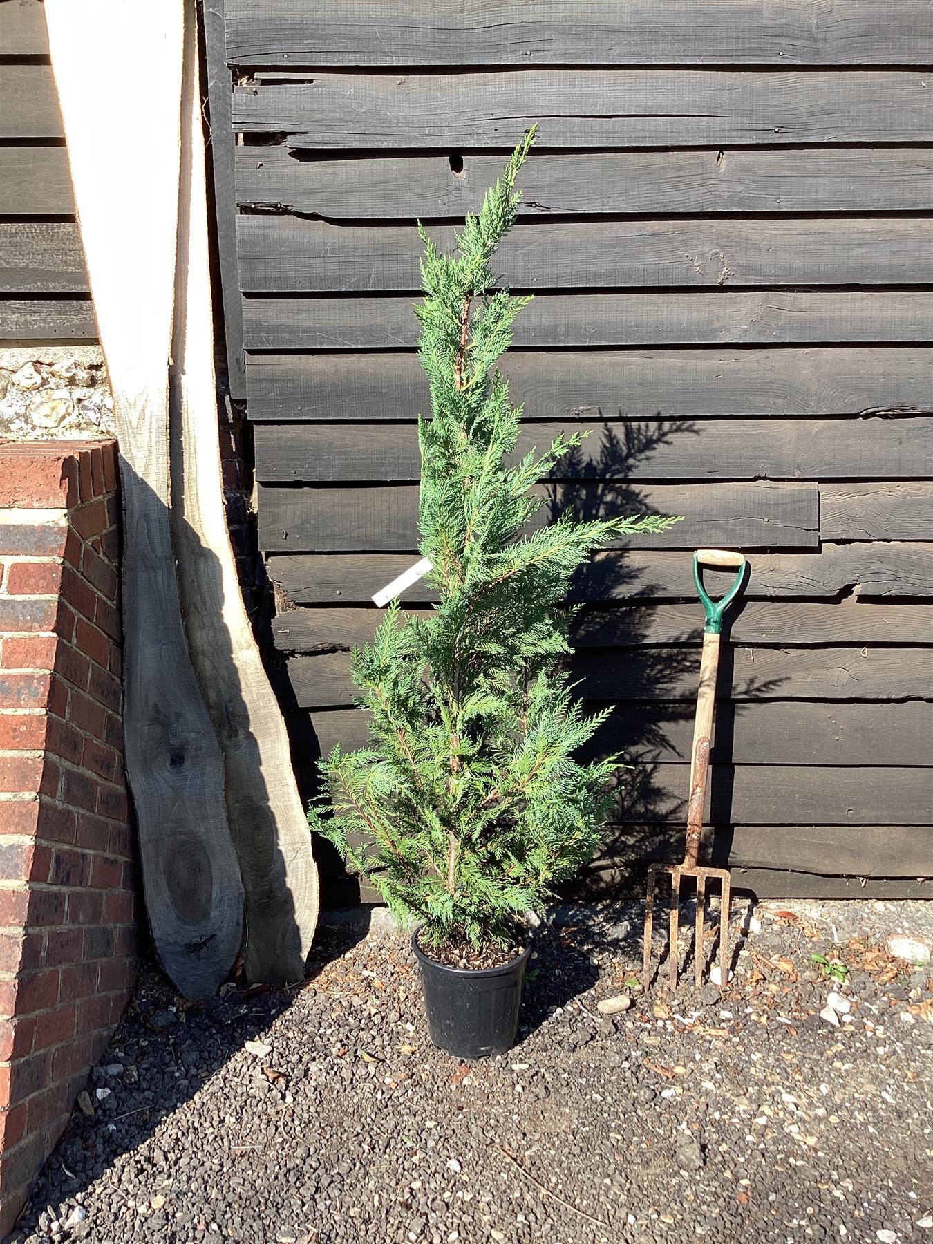 Leyland Cypress - 190-200cm, 10lt