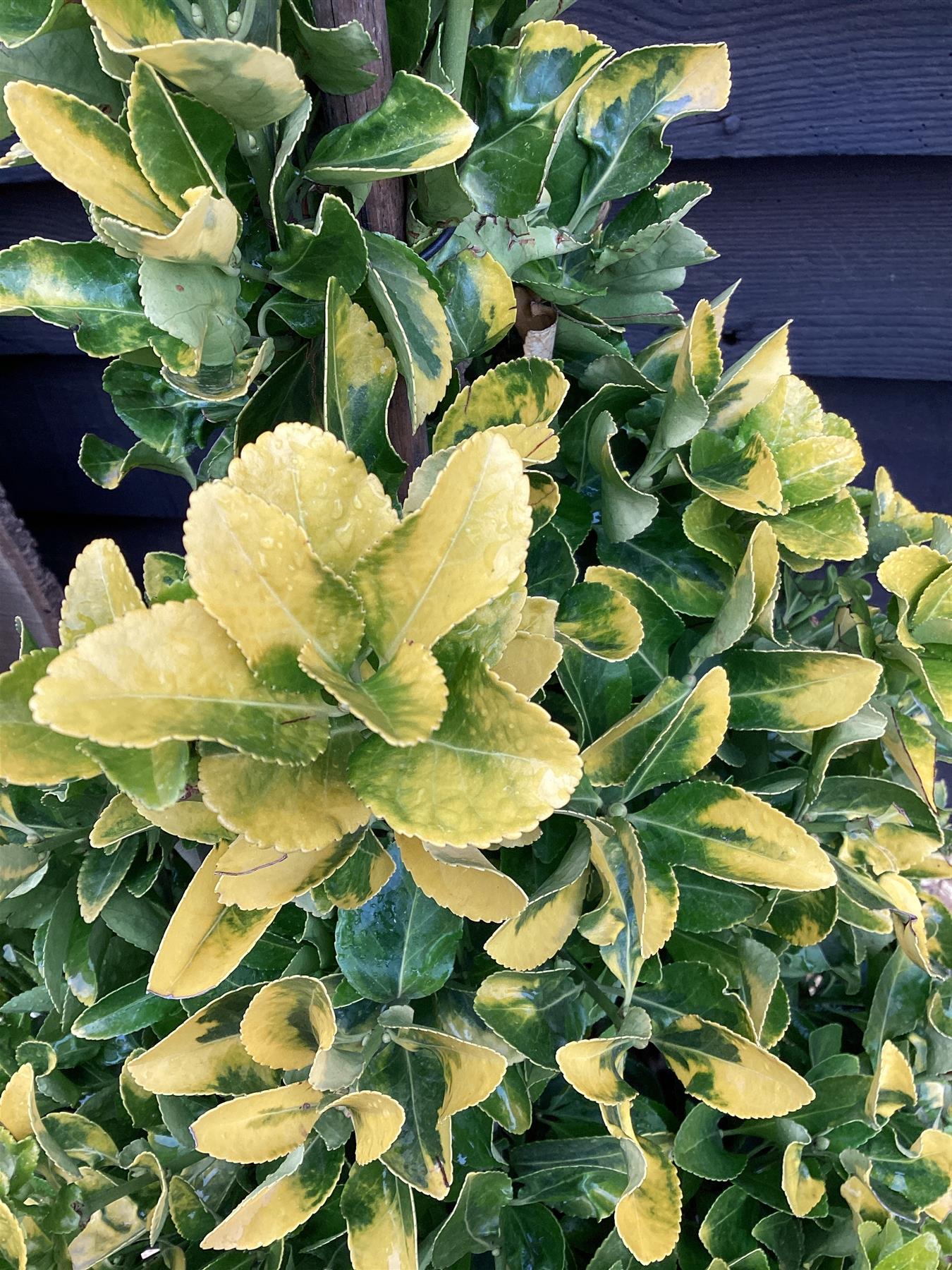 Euonymus japonicus 'Aureus' | Spindle 'Ovatus Aureus' - Pyramid - 130-140cm, 20lt