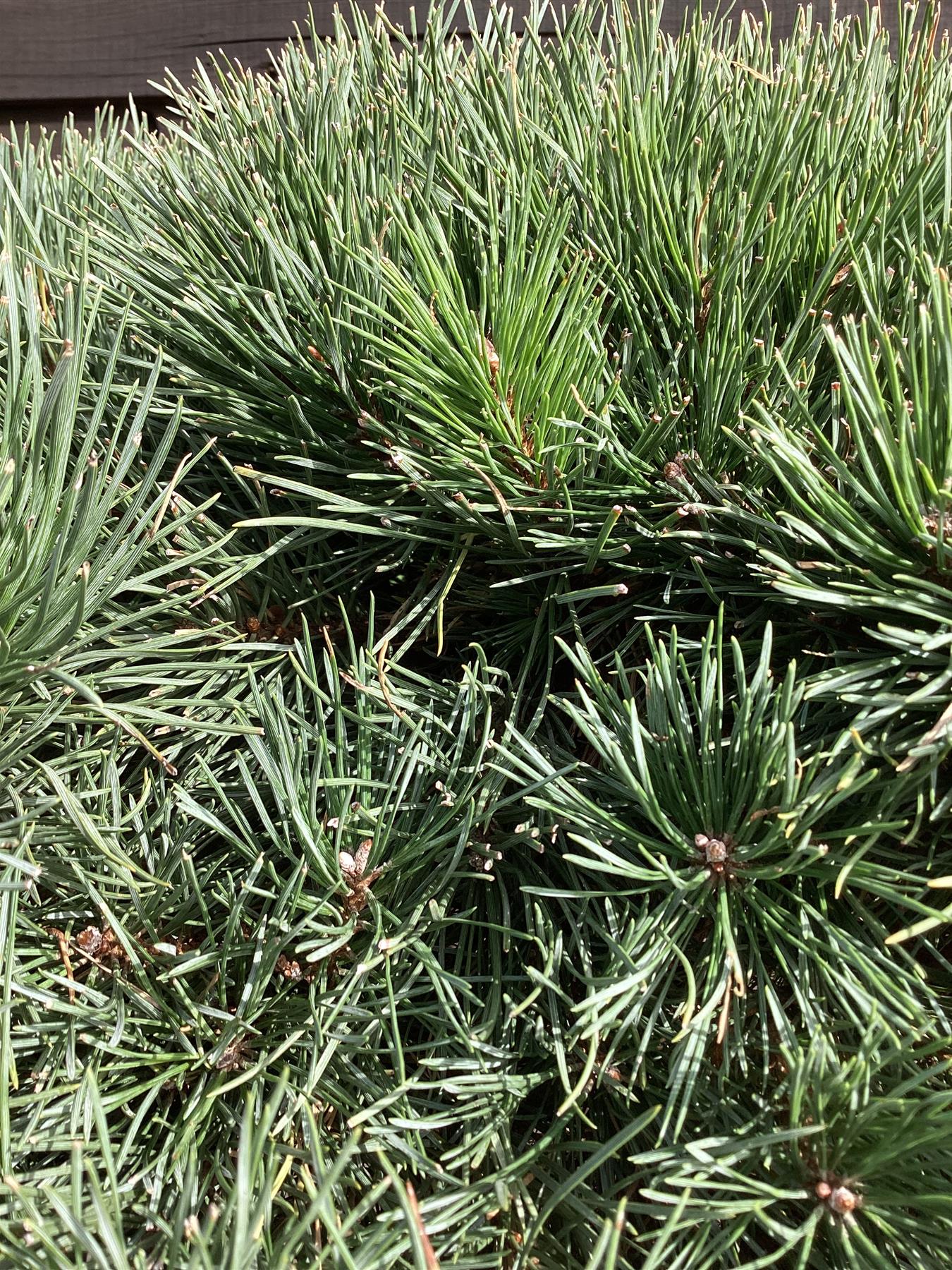 Pinus sylvestris 'Watereri' | Scots pine - Multistem - Parachute - Huge - Unique -  140-175cm - 230lt