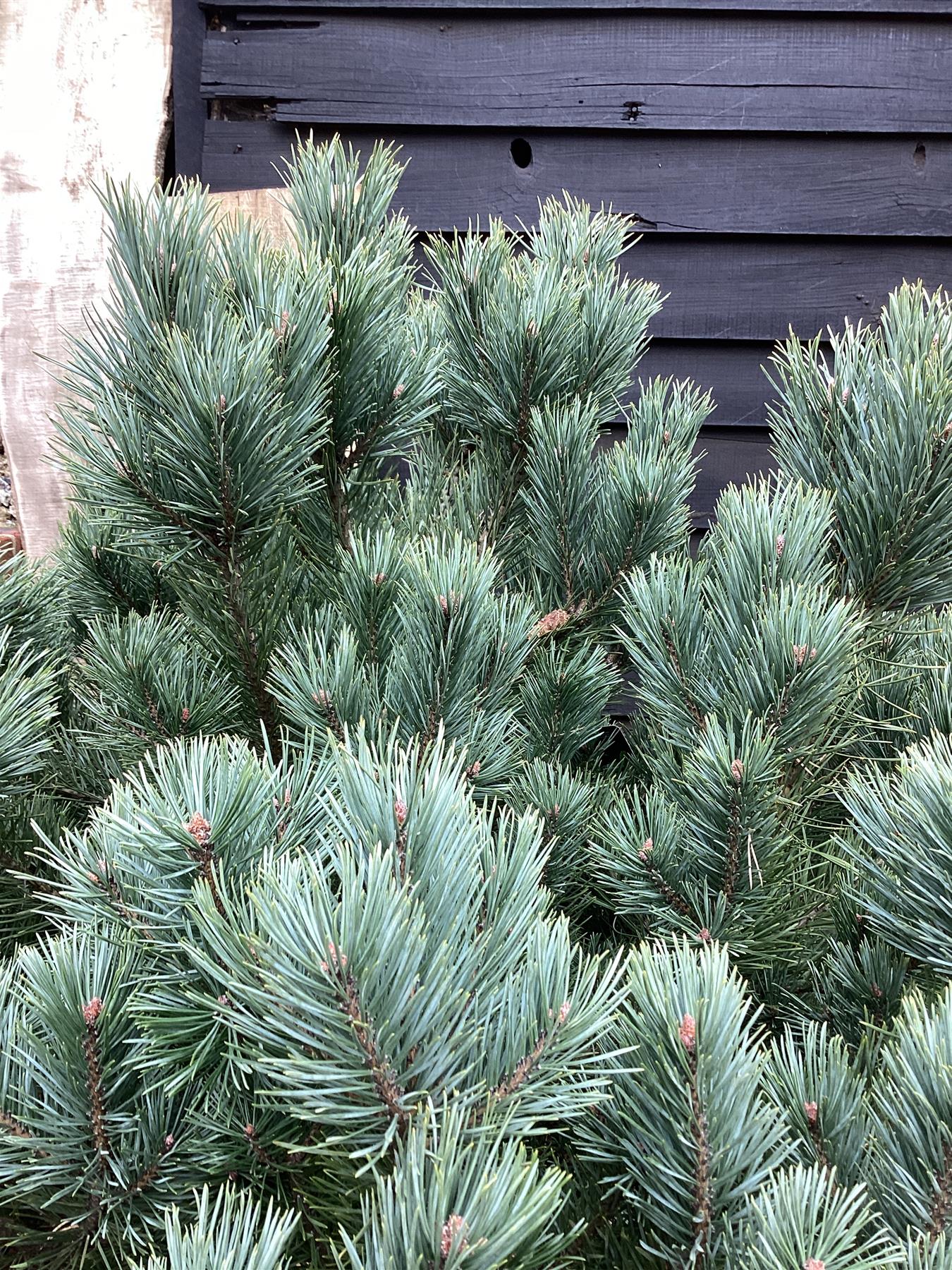 Pinus sylvestris 'Watereri' | Scots pine 'Watereri' - Height 130cm - Width - 100-120cm - 110lt