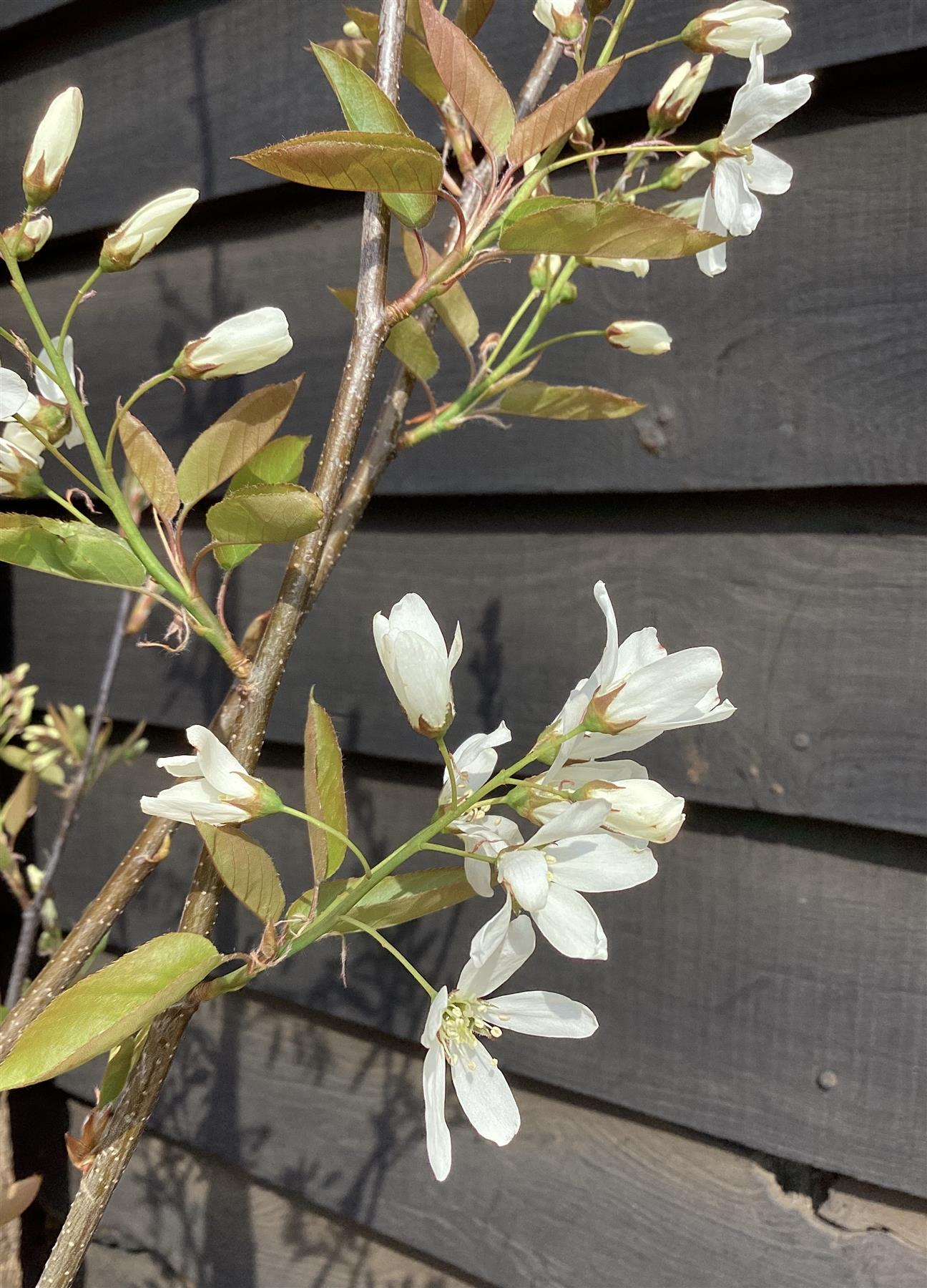 Amelanchier Ballerina  - Height 140-160cm, 10lt