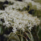 Cornus controversa 'Variegata' | Wedding Cake Tree -200-250cm, 90lt