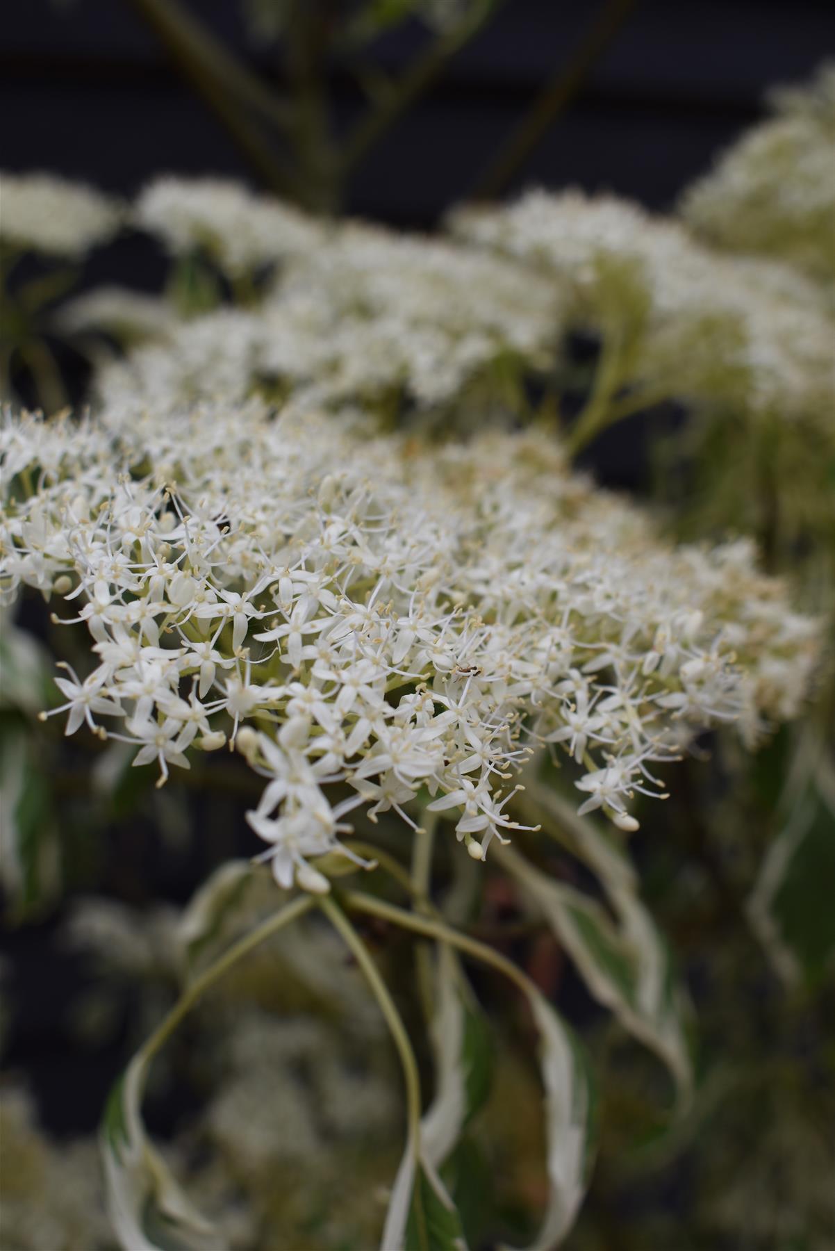 Cornus controversa 'Variegata' | Wedding Cake Tree -200-250cm, 90lt