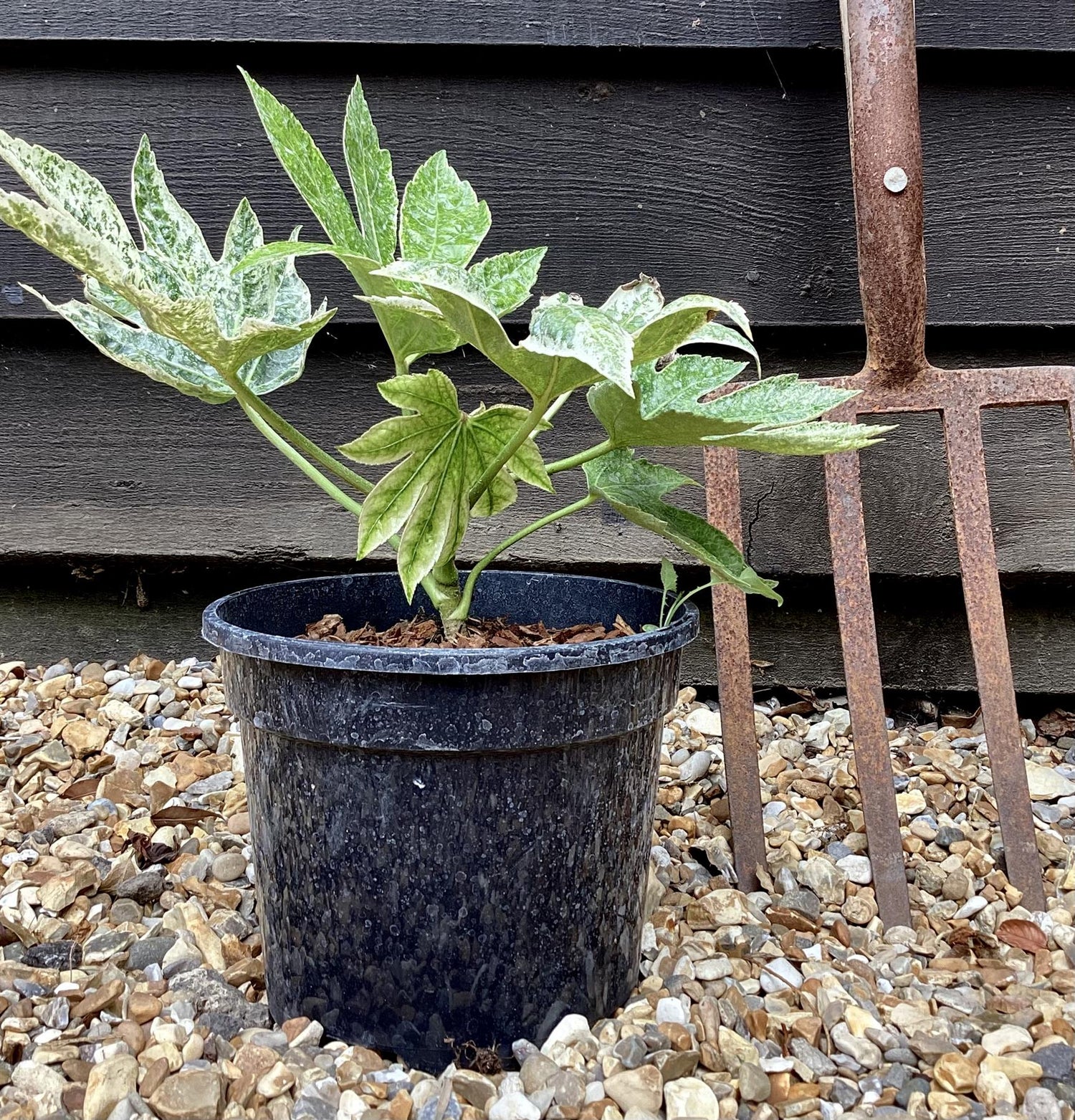 Fatsia japonica 'Spider's Web' - 35-40cm, 5lt