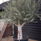 Olive Tree | Olea Europea - Specimen  - Forking branches - Height 250 -300 cm - 280lt