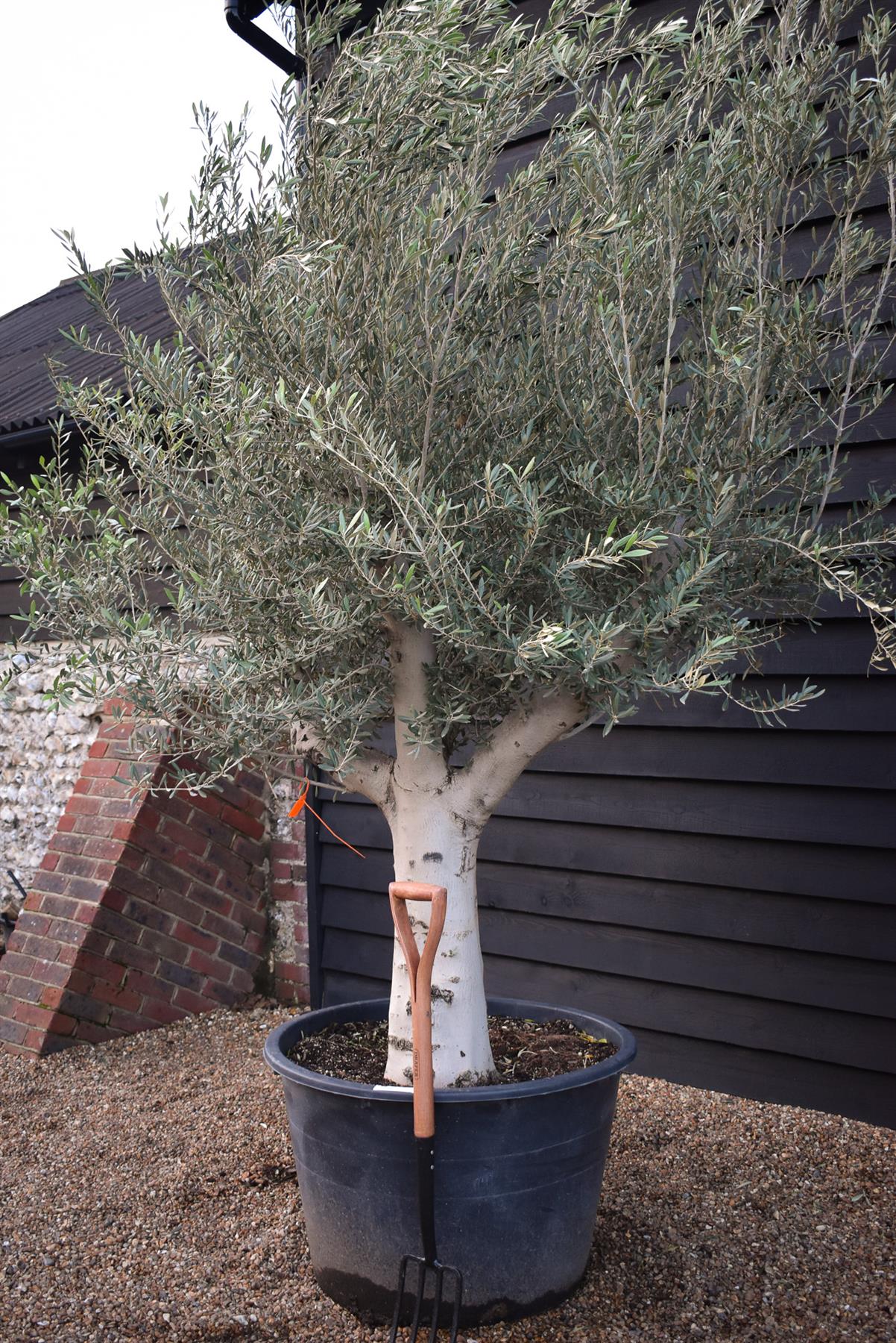 Olive Tree | Olea Europea - Specimen  - Forking branches - Height 250 -300 cm - 280lt