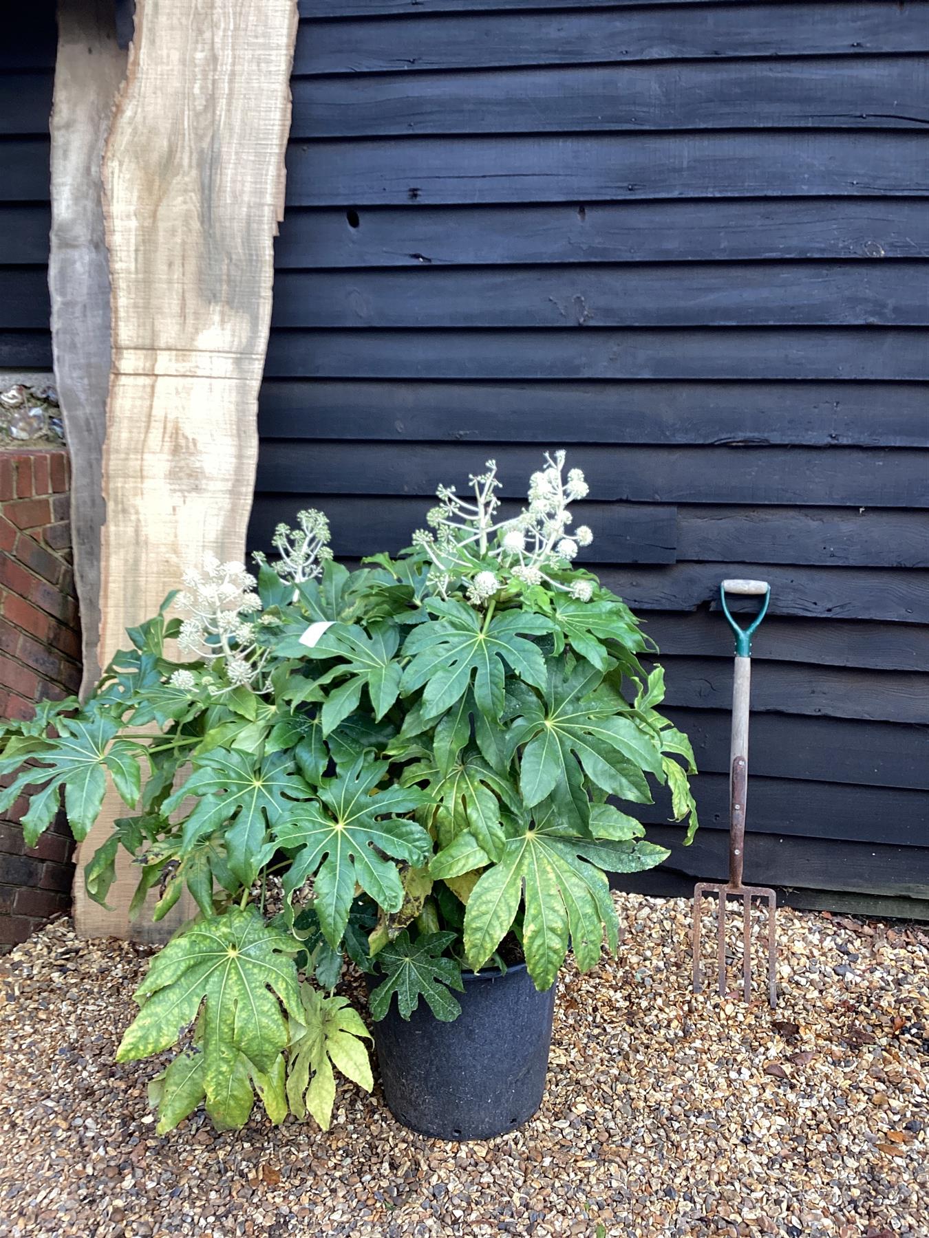 Fatsia japonica (Japanese aralia) - 90-100cm, 35lt