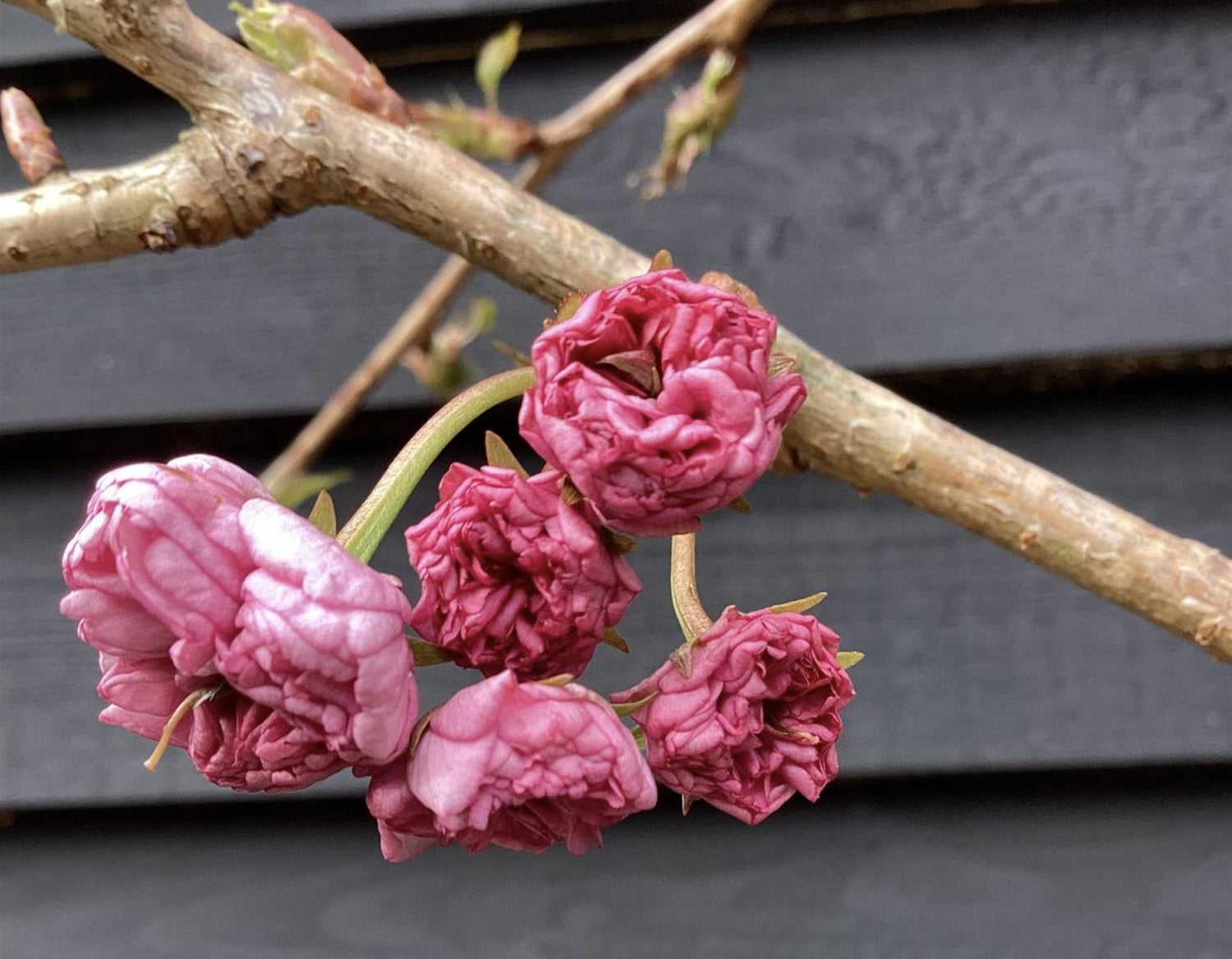 Prunus 'Kiku-shidare-zakura' | Weeping Oriental Cherry (150cm) - 10lt