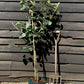 Apple tree 'Bramley's Seedling' | Malus domestica - M26 - Dwarfing - 150-160cm - 10lt