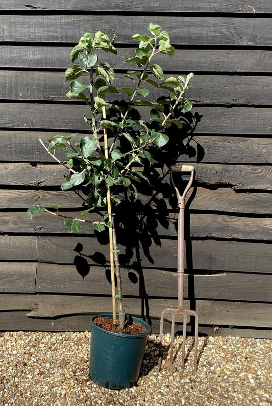 Apple tree 'Bramley's Seedling' | Malus domestica - M26 - Dwarfing - 150-160cm - 10lt