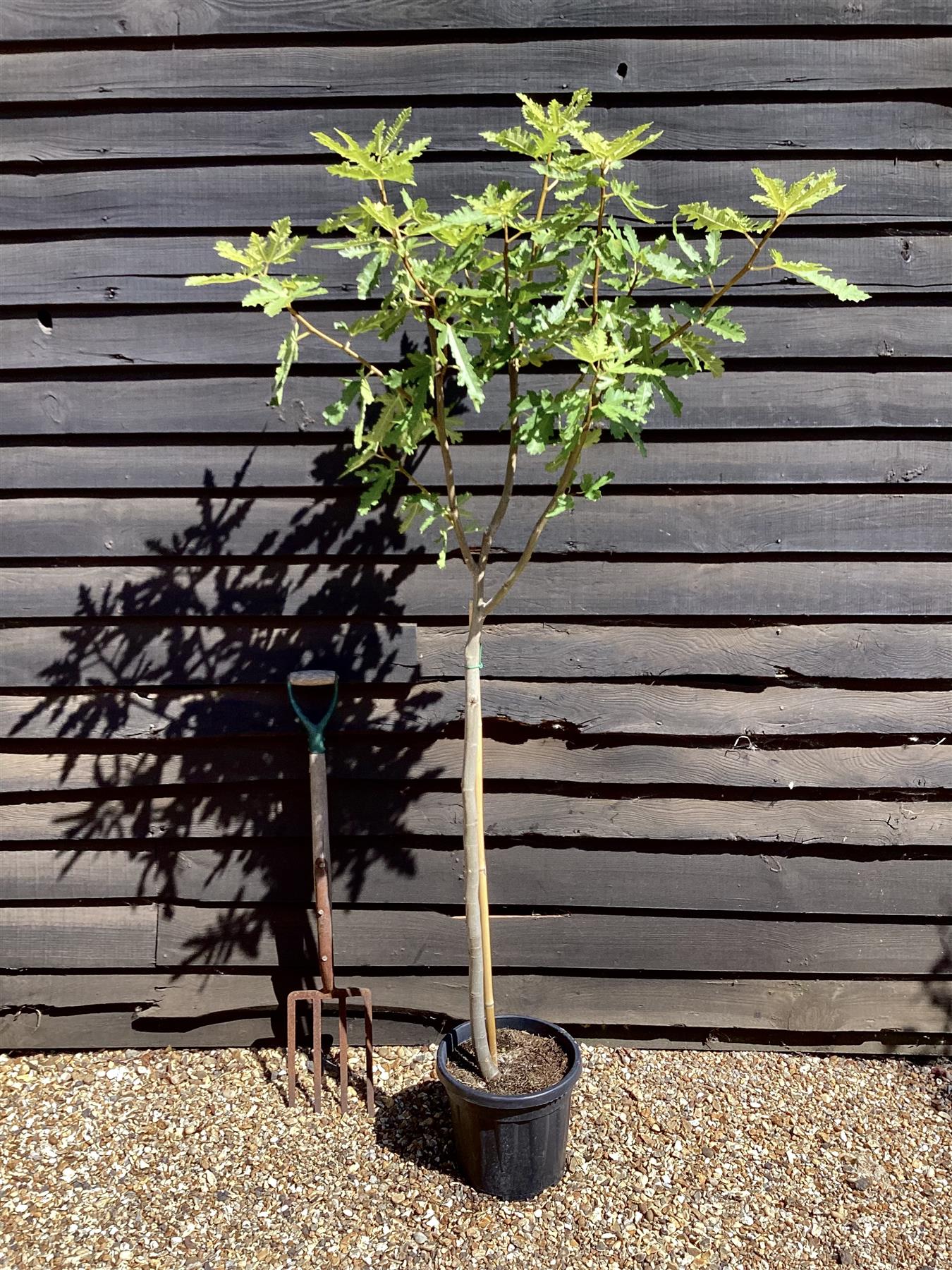 Fig | Ficus carica 'Ice Crystal' - Girth 10-12cm - 120-140cm - 15lt