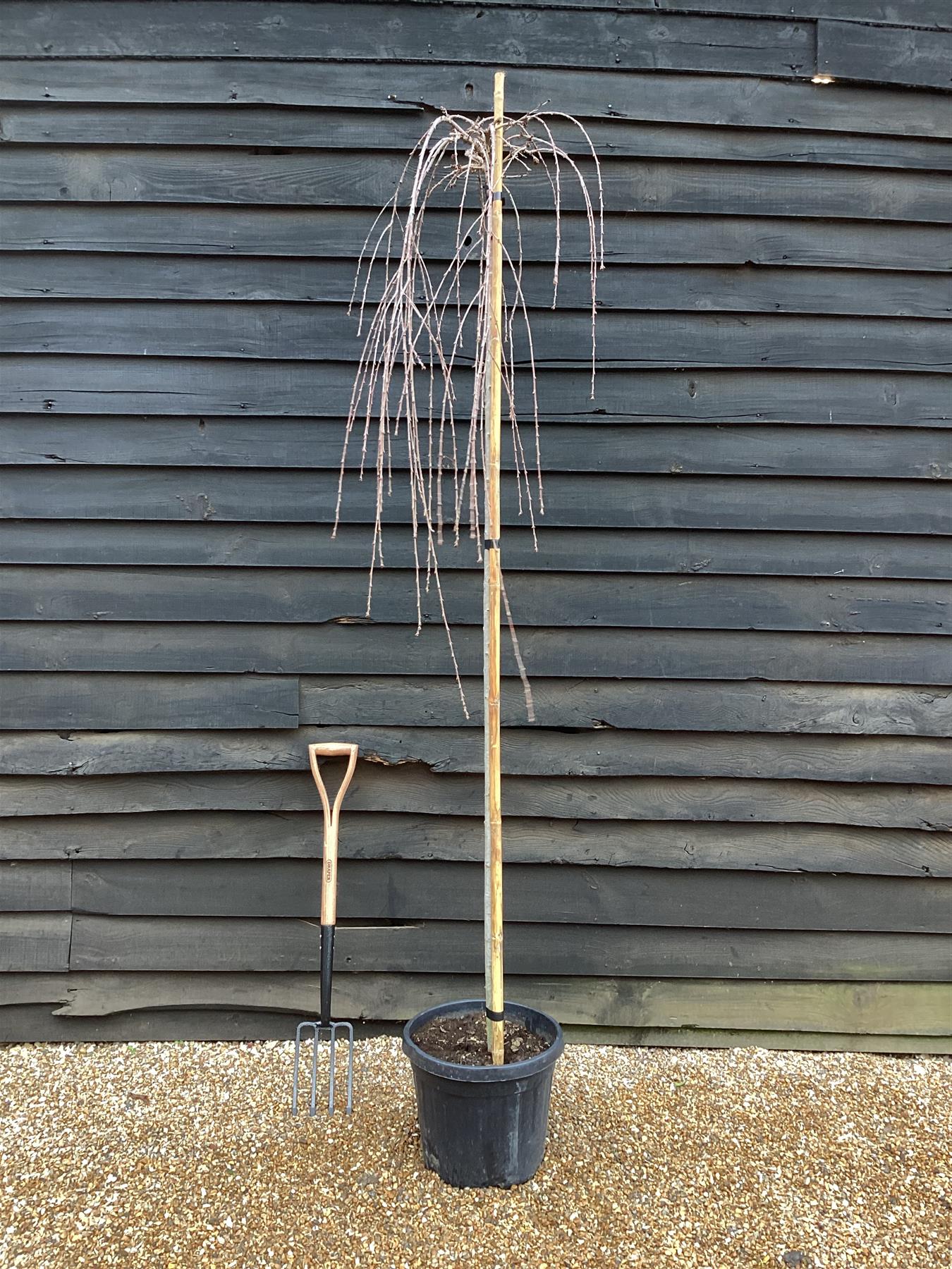 Prunus 'Snow Fountain' | Weeping Cherry Snow Fountain - Clear Stem - 215-225cm - 30lt