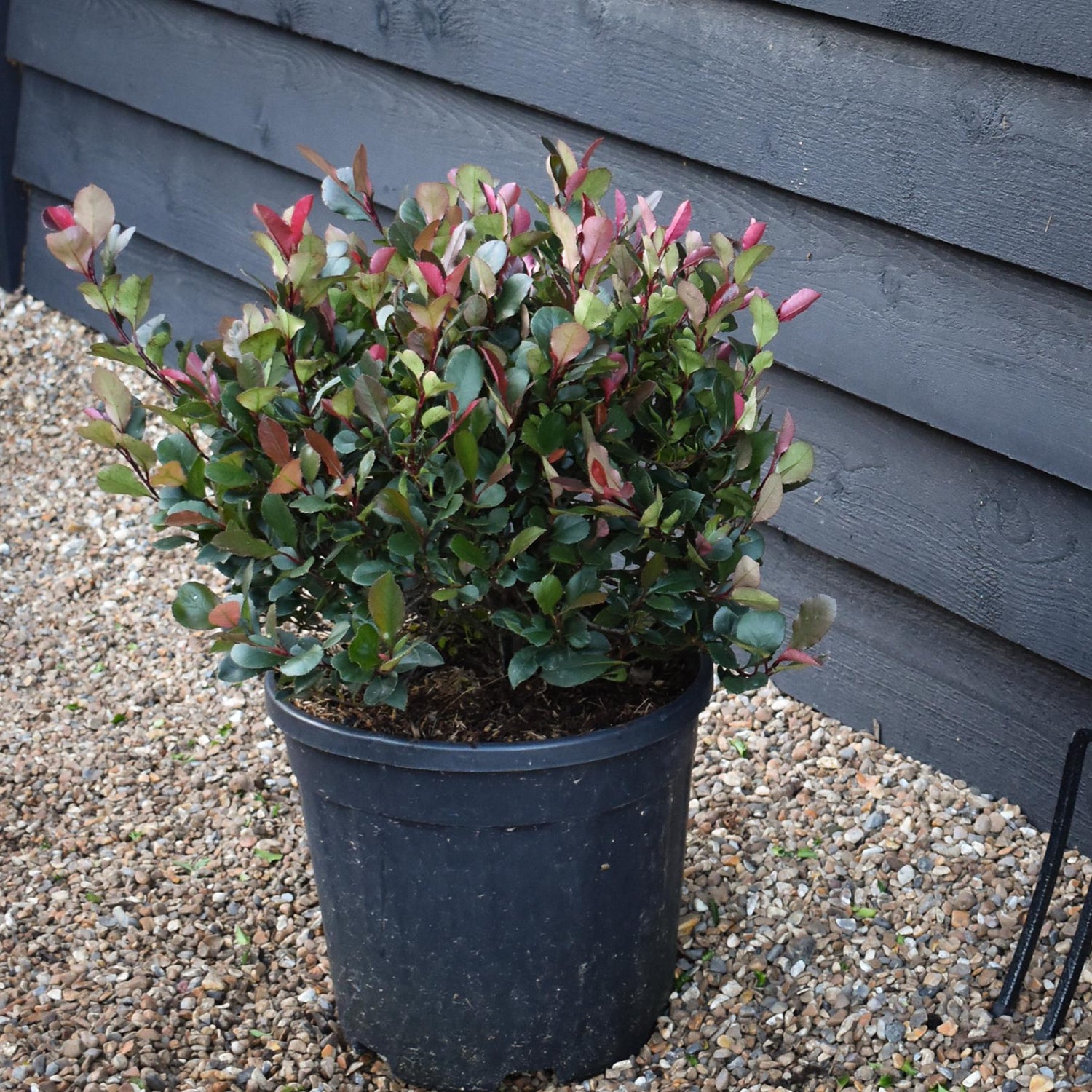 Photinia x fraseri Little Red Robin | Christmas berry 'Little Red Robin' - Ball - Height - 40-50cm - 18lt