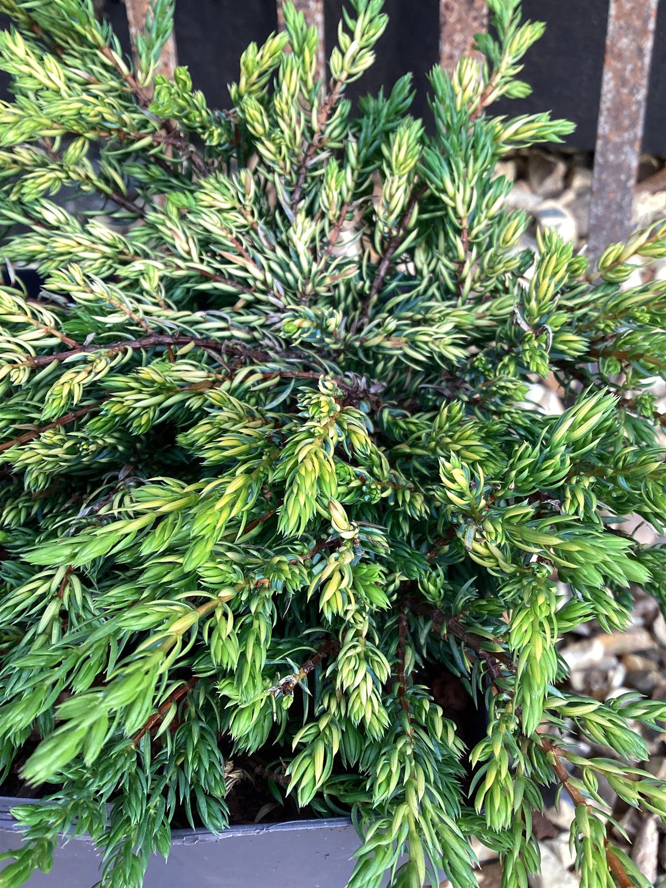 Juniperus communis 'Goldschatz' - 40-50cm, 2lt