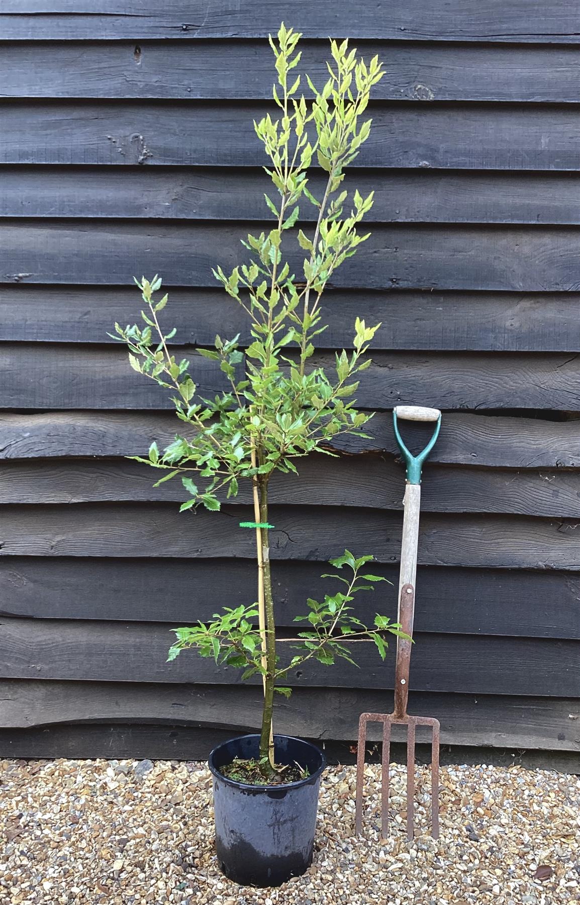 Quercus ilex | Holm Oak -Height 220-240cm - 10lt