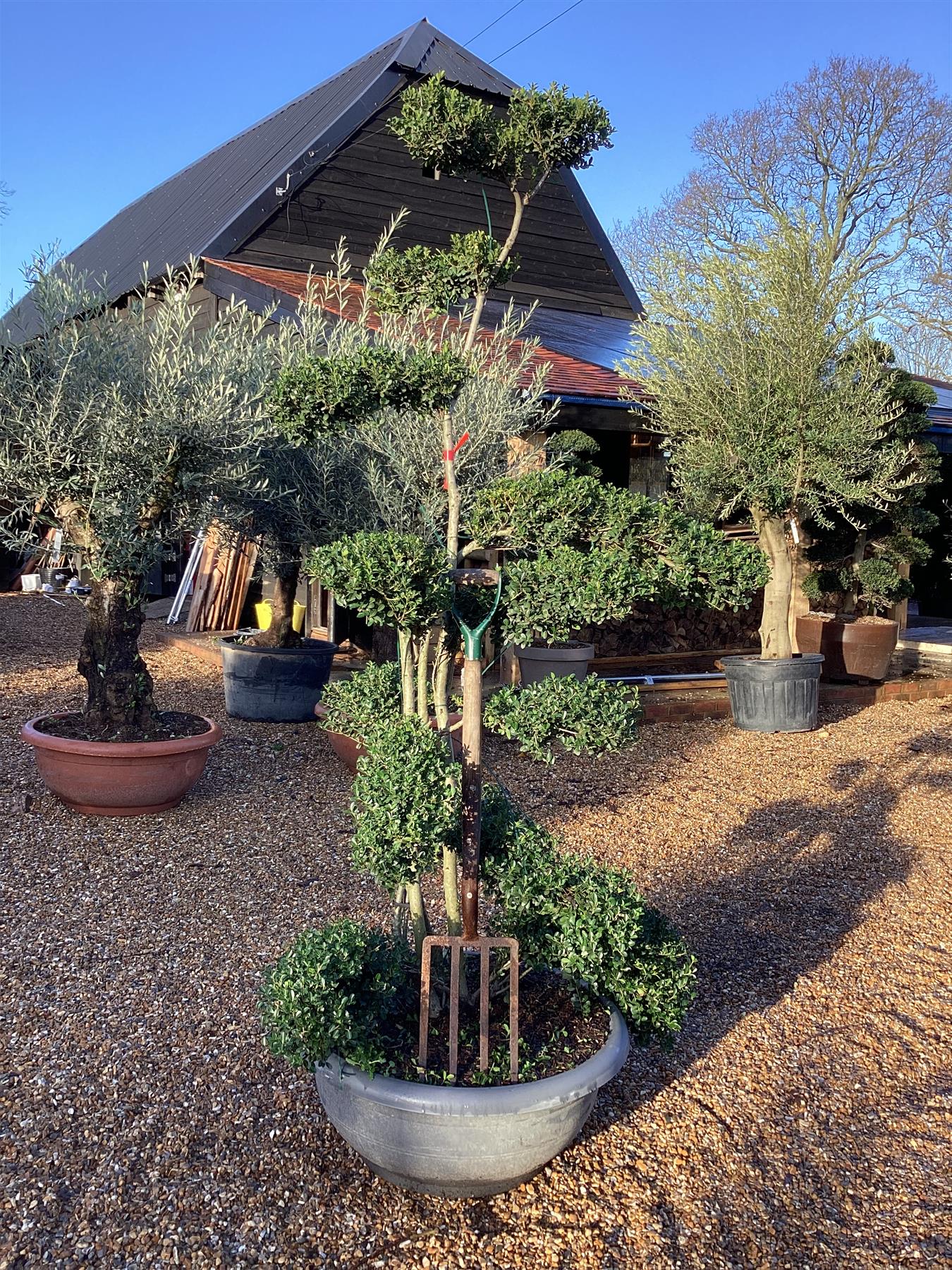 Ilex Glory Gem | Japanese holly - Bonsai - Cloud Tree - 210cm, 70lt