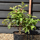 Weigela Florida Varigata - 30-70cm - 5lt