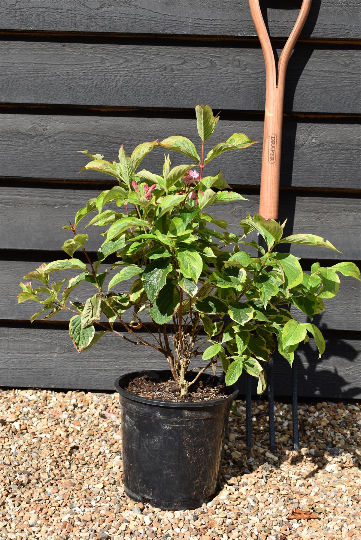 Weigela Florida Varigata - 30-70cm - 5lt