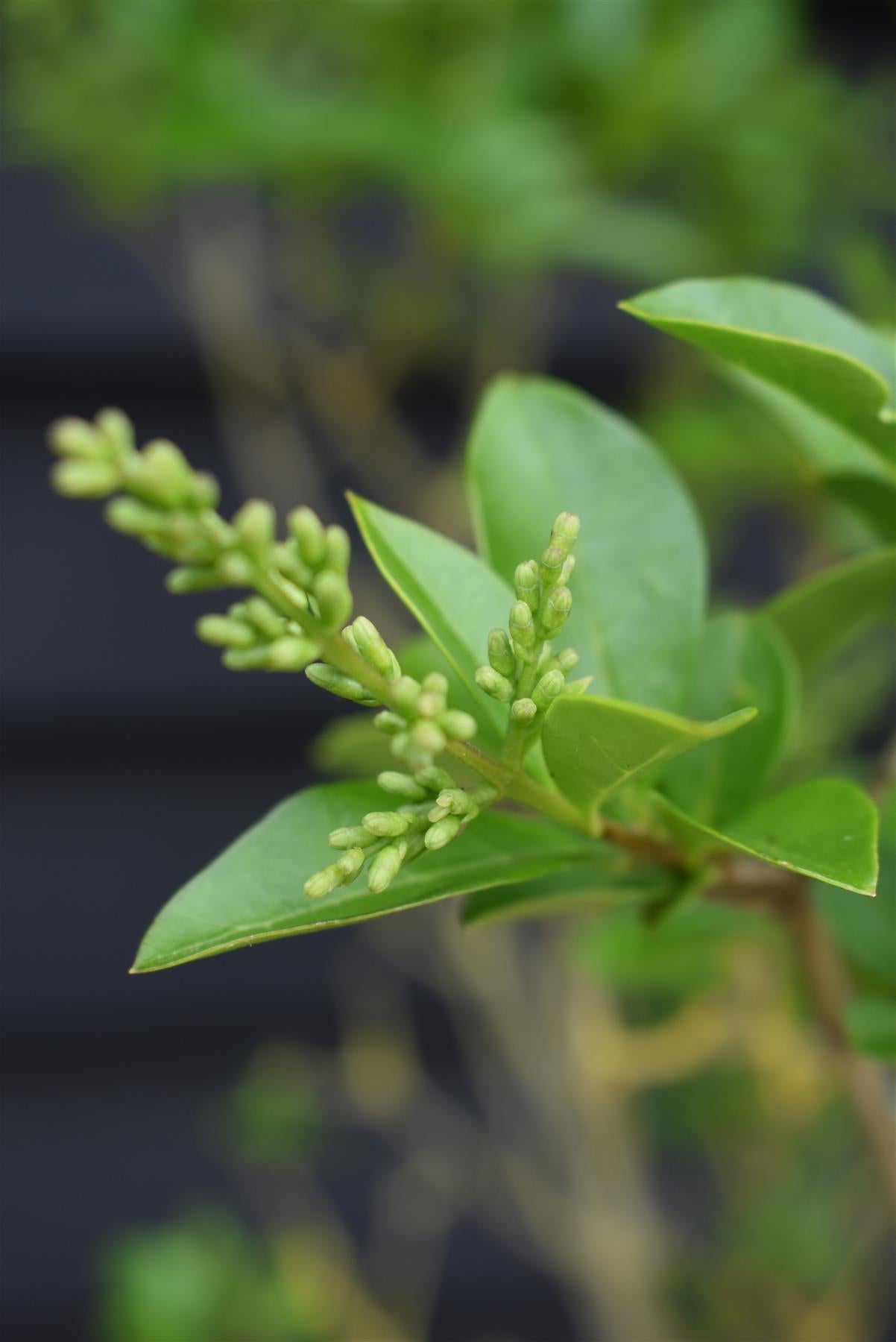 Ligustrum ovalifolium | Golden Privet - 190-220cm, 15lt