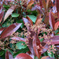 Photinia Red Robin | Christmas berry 'Red Robin' - 1/2 std Clear Stem - 180-200cm, 25lt