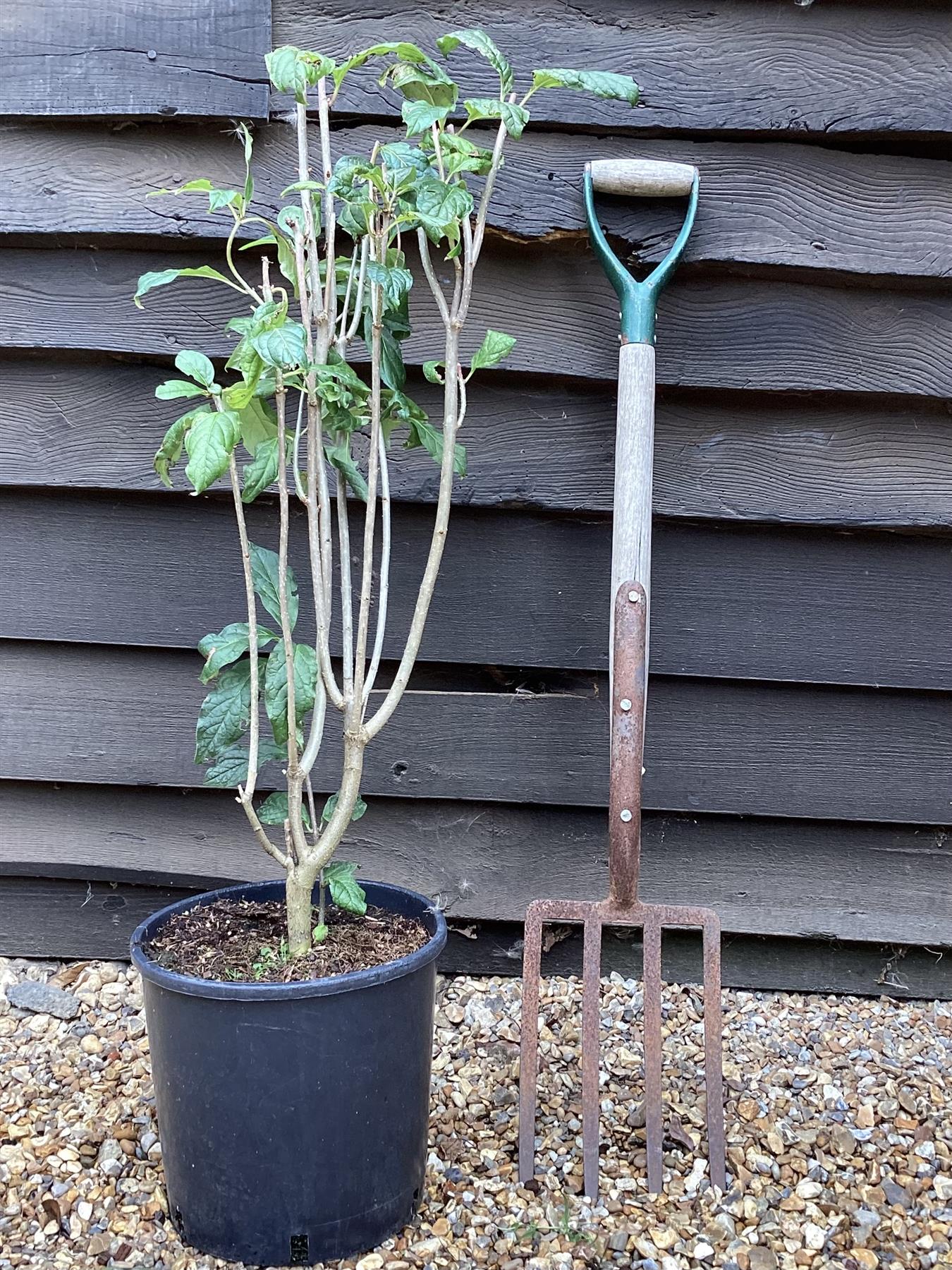 Lilac 'Andenken an Ludwig Spath' | Syringa vulgaris - 80cm - 12lt