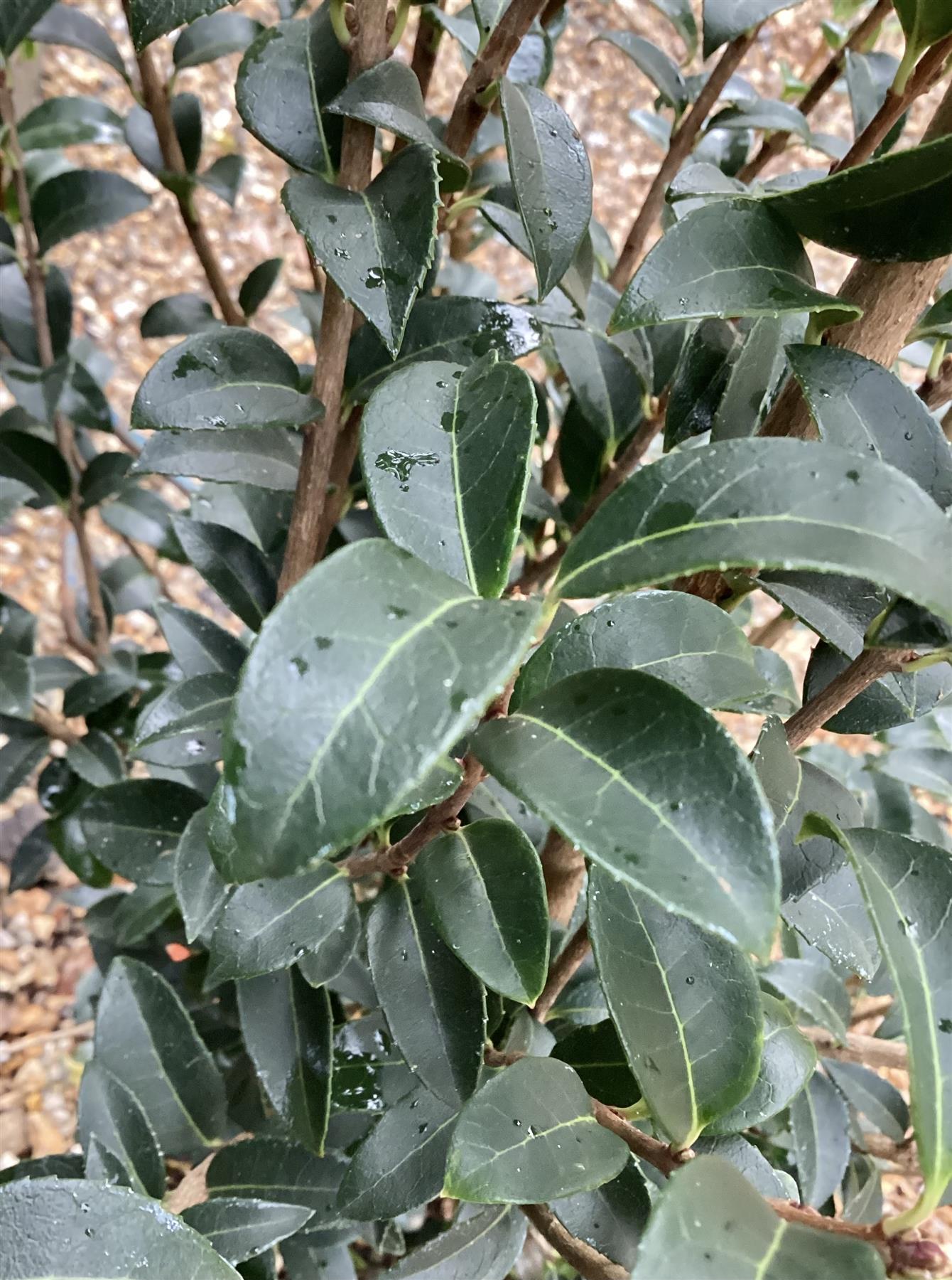 Osmanthus x burkwoodii | Burkwood Osmanthus - 90-110cm, 10lt