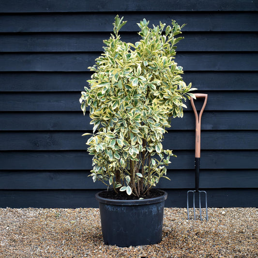 Euonymus japonicus 'Bravo' - Height 120-130cm - 40lt