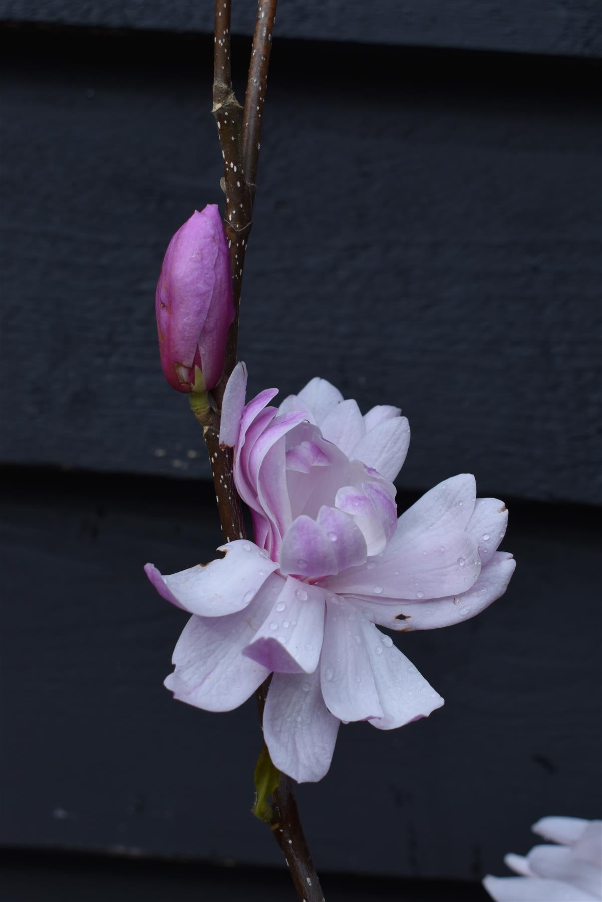 Magnolia 'Leonard Messel' - 100-140cm - 10lt