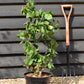 Corylus avellana 'Contorta' | Corkscrew Hazel - 70-100cm - 10lt