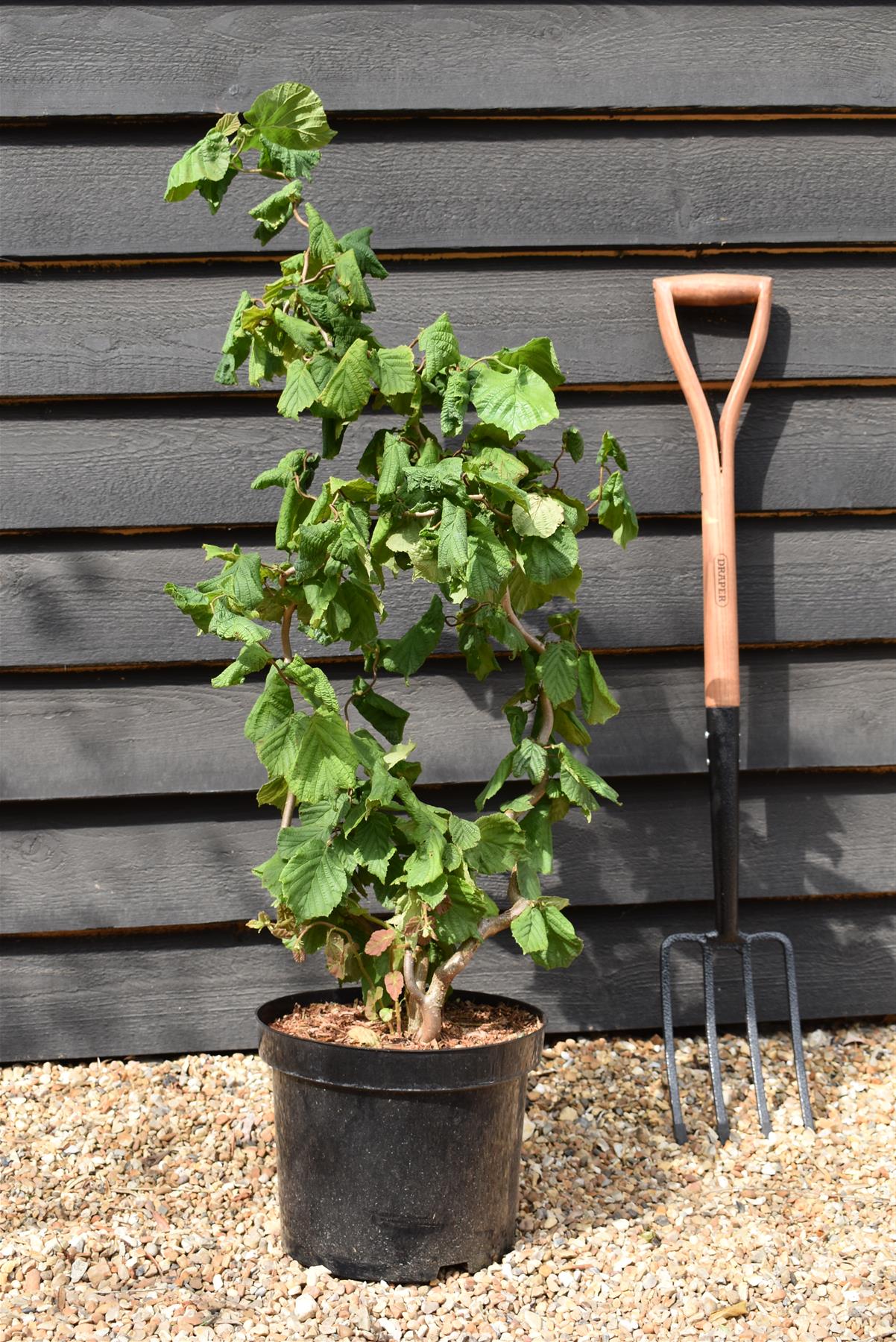 Corylus avellana 'Contorta' | Corkscrew Hazel - 70-100cm - 10lt