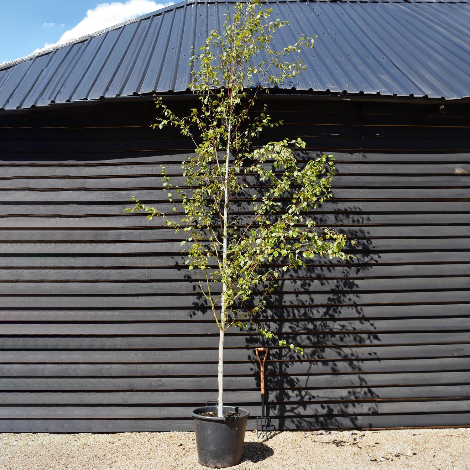 Himalayan Silver Birch | Betula utilis jacquemontii - Girth 10-12cm - Height 500-600cm - 75lt