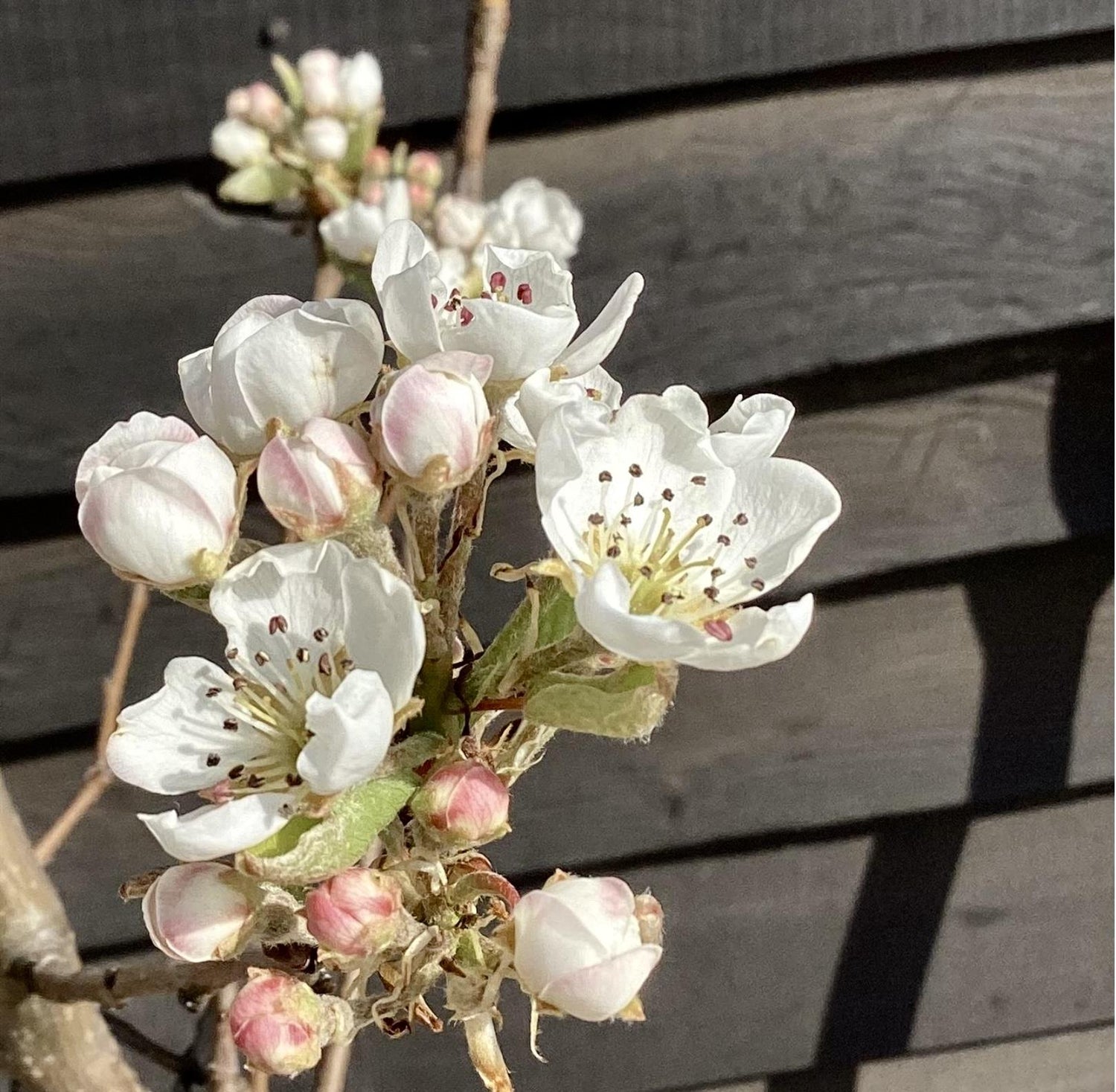 Pear 'Williams' Bon Chretien' | Pyrus communis - Half Standard - Height 160-180cm - 20lt