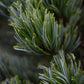 Pinus parviflora 'Ara kawa'| Japanese white pine 'Negishi' - Height - 130cm - 35lt