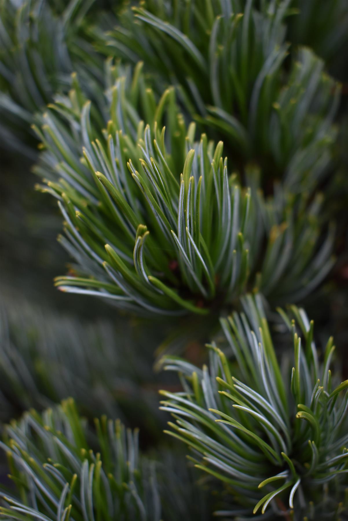 Pinus parviflora 'Ara kawa'| Japanese white pine 'Negishi' - Height - 130cm - 35lt